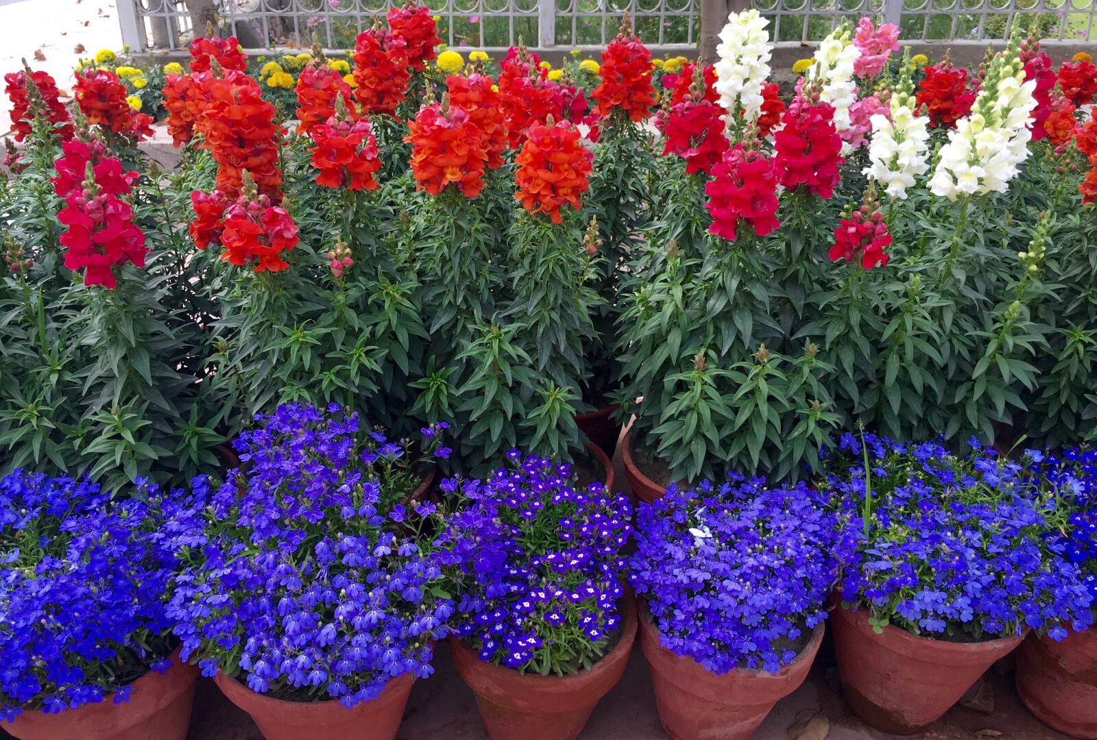 Apple iPhone 6s sample photo. Blue, flowers, red, flowers photography