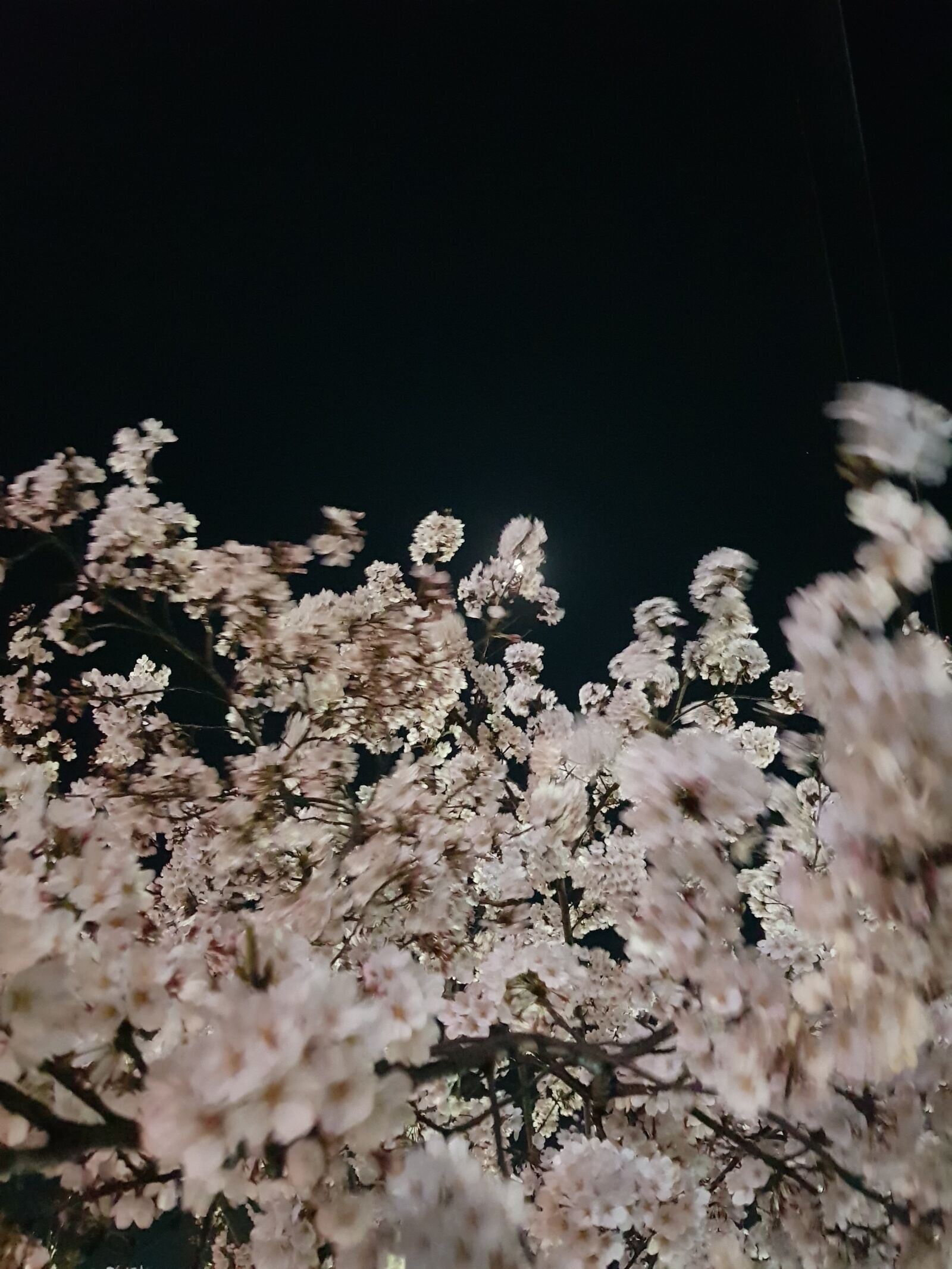 Samsung Galaxy S8+ sample photo. Night, beoc flowers, the photography