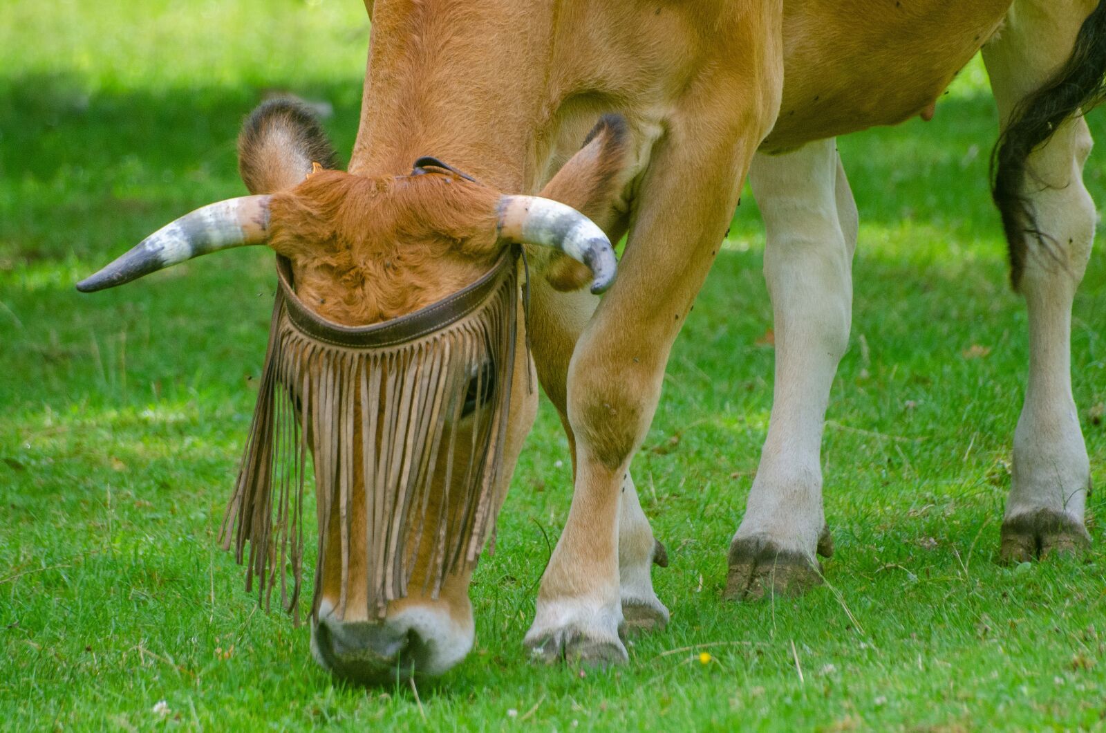 Nikon D7000 sample photo. Cattle, cow, frank photography