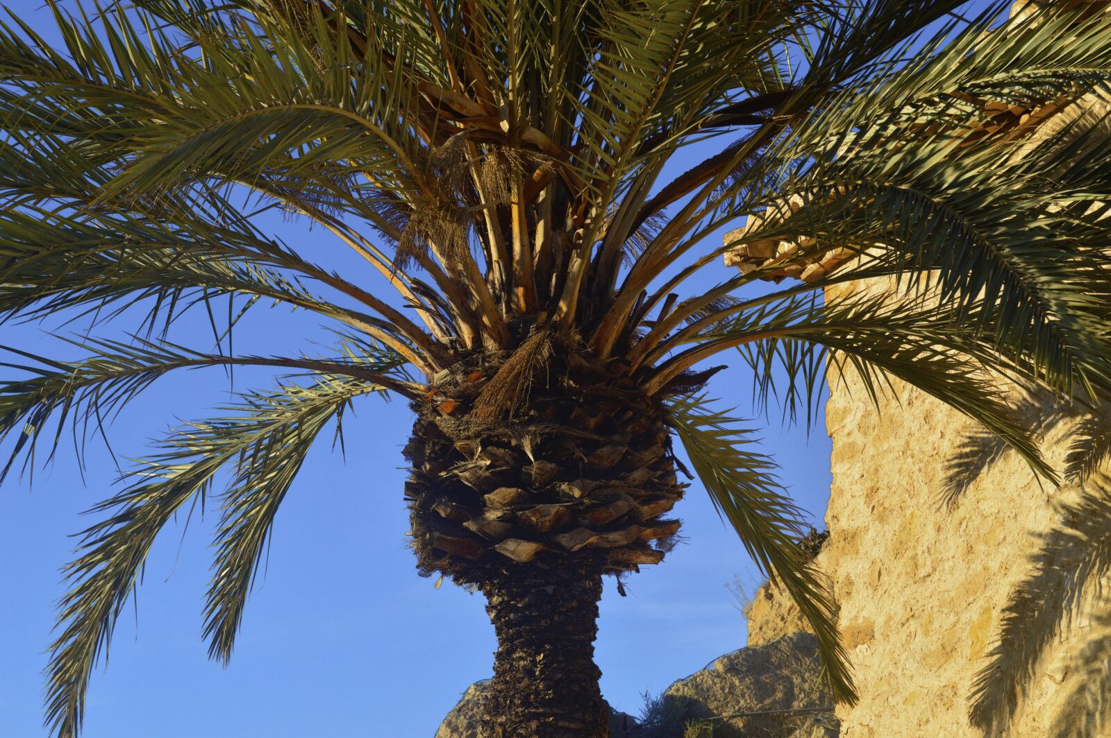 Nikon D3200 sample photo. Palm tree, leaves of photography