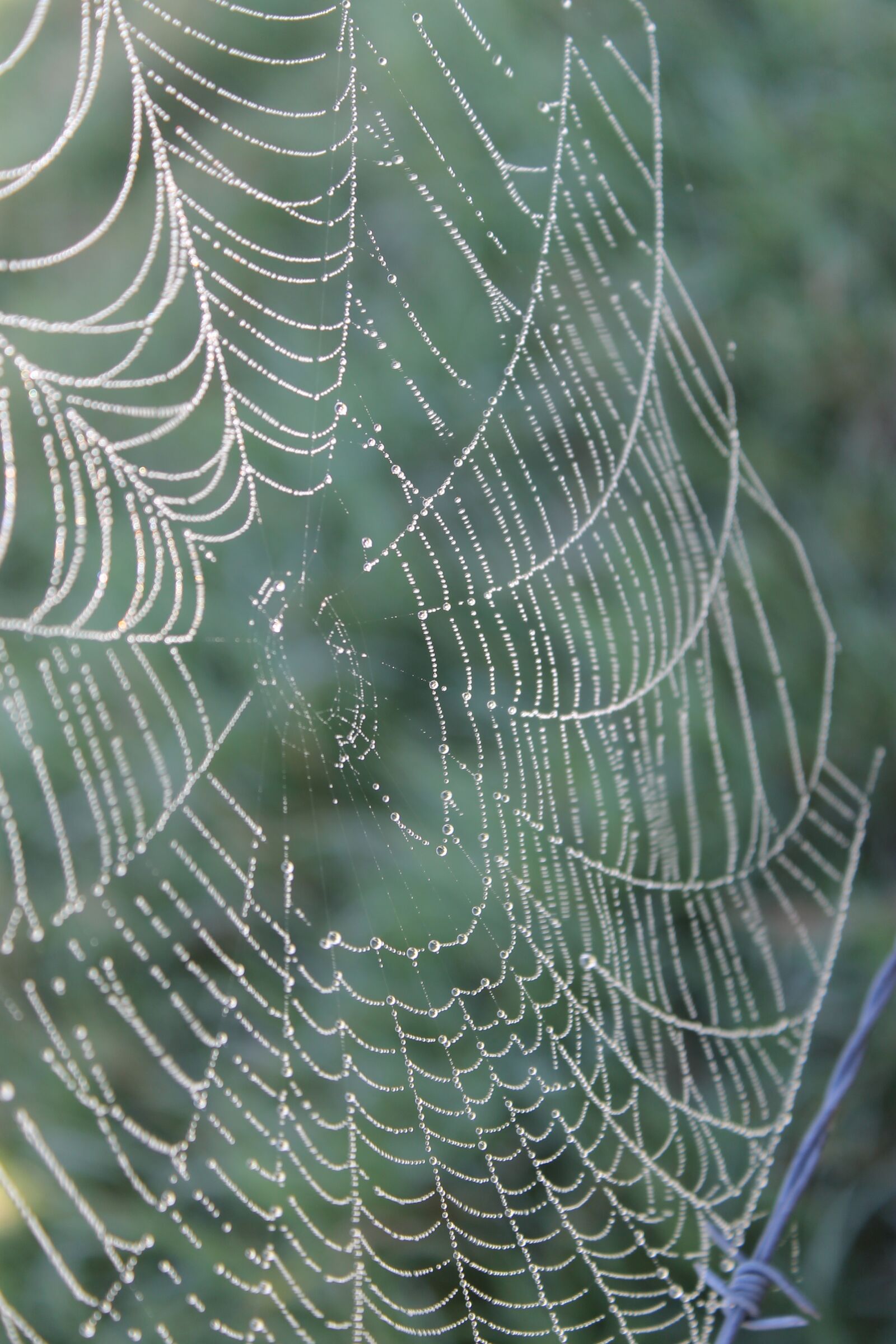 Canon EOS 1100D (EOS Rebel T3 / EOS Kiss X50) sample photo. Web, spider, dew photography