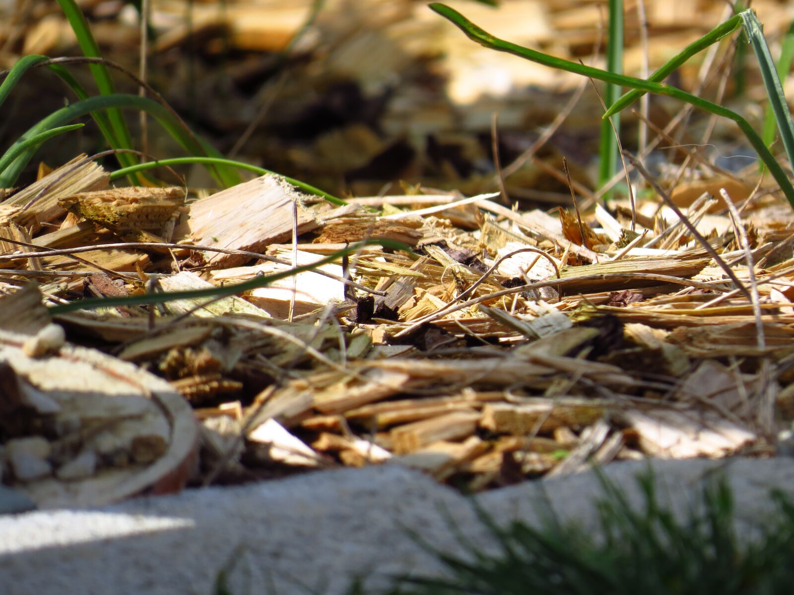Canon PowerShot SX50 HS sample photo. Macro, wood, grass photography
