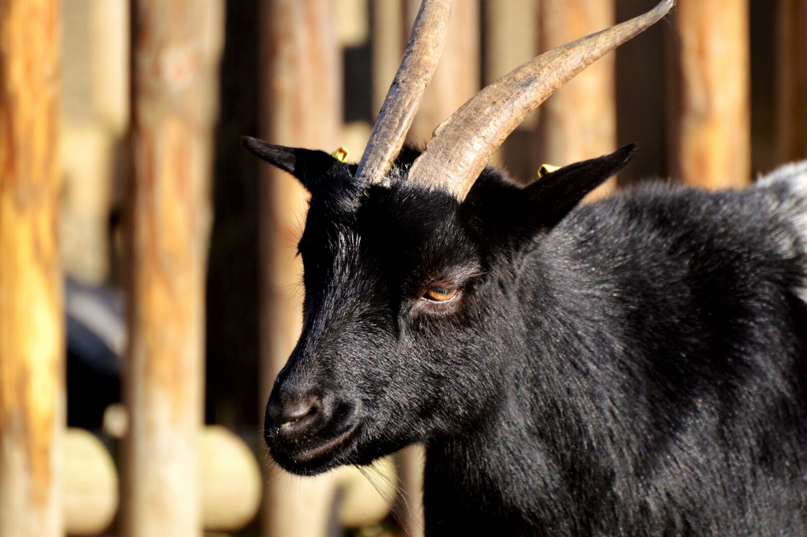 Nikon D3200 sample photo. Dwarf goat, goat, domestic photography