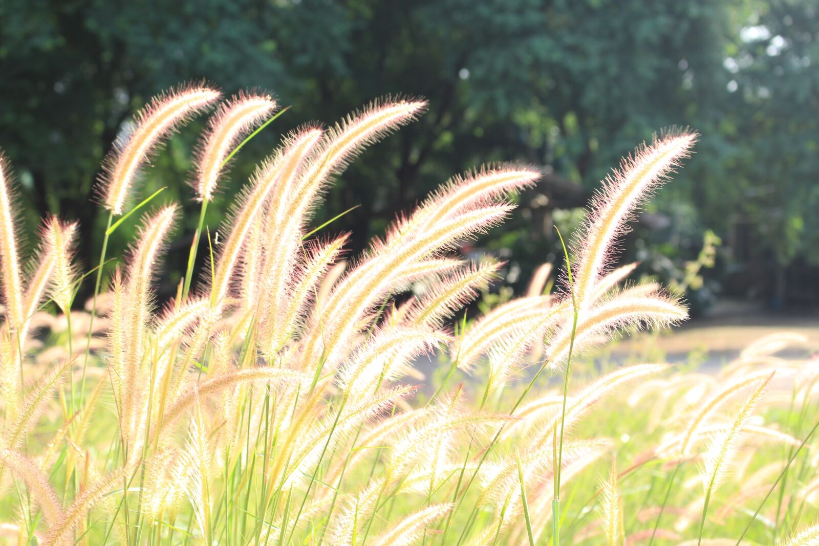 Canon EOS 100D (EOS Rebel SL1 / EOS Kiss X7) sample photo. Fountain grass, fluffy, hairy photography