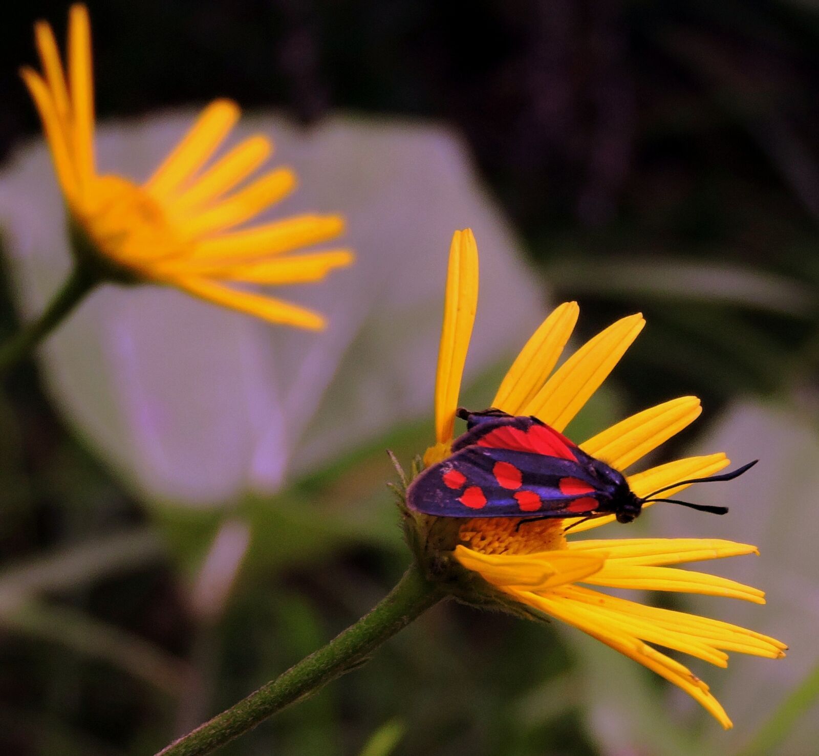 Nikon Coolpix P600 sample photo. Butterfly, flower, beauty photography