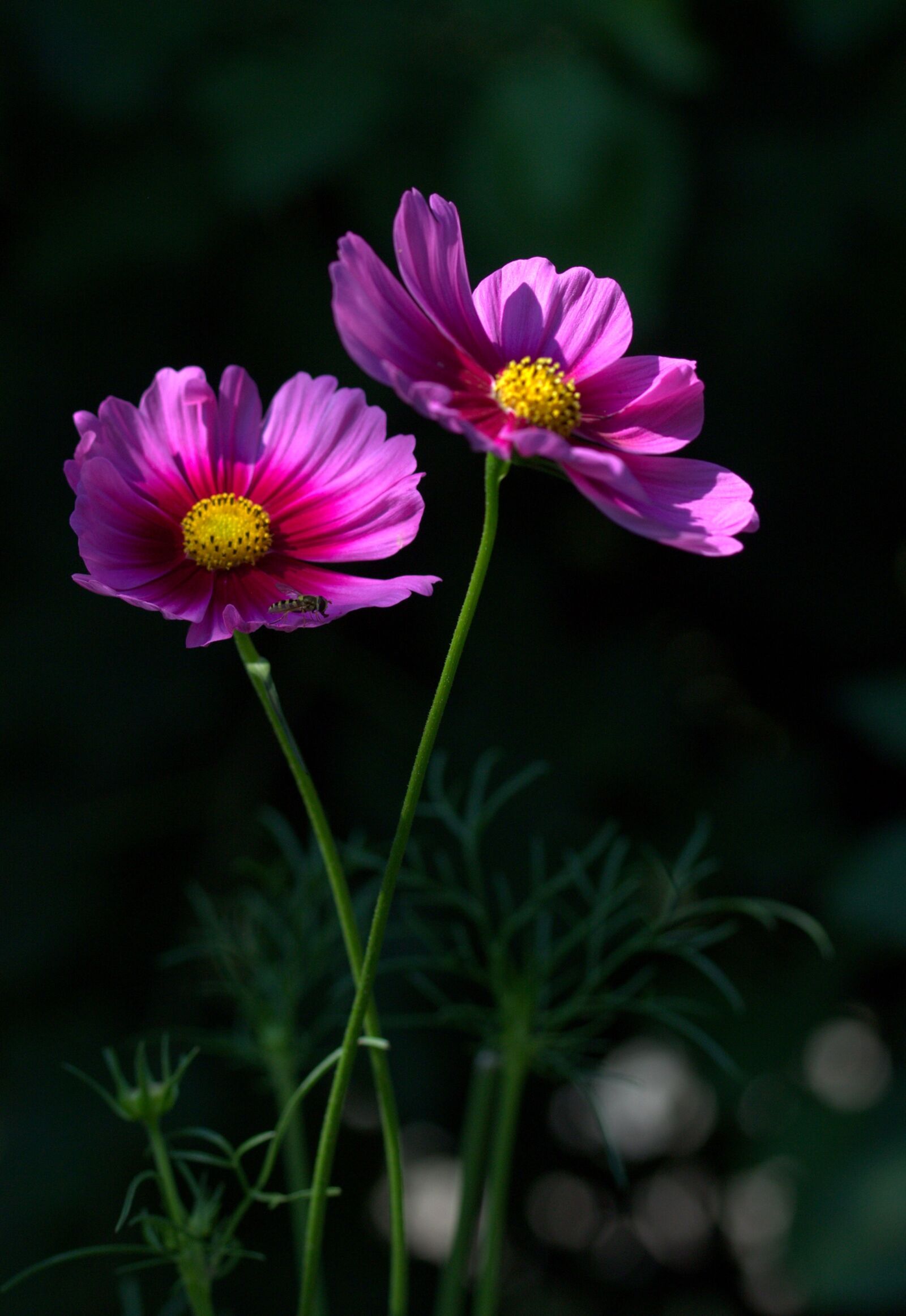 Canon EF-S 60mm F2.8 Macro USM sample photo. Flower, pink, petals photography