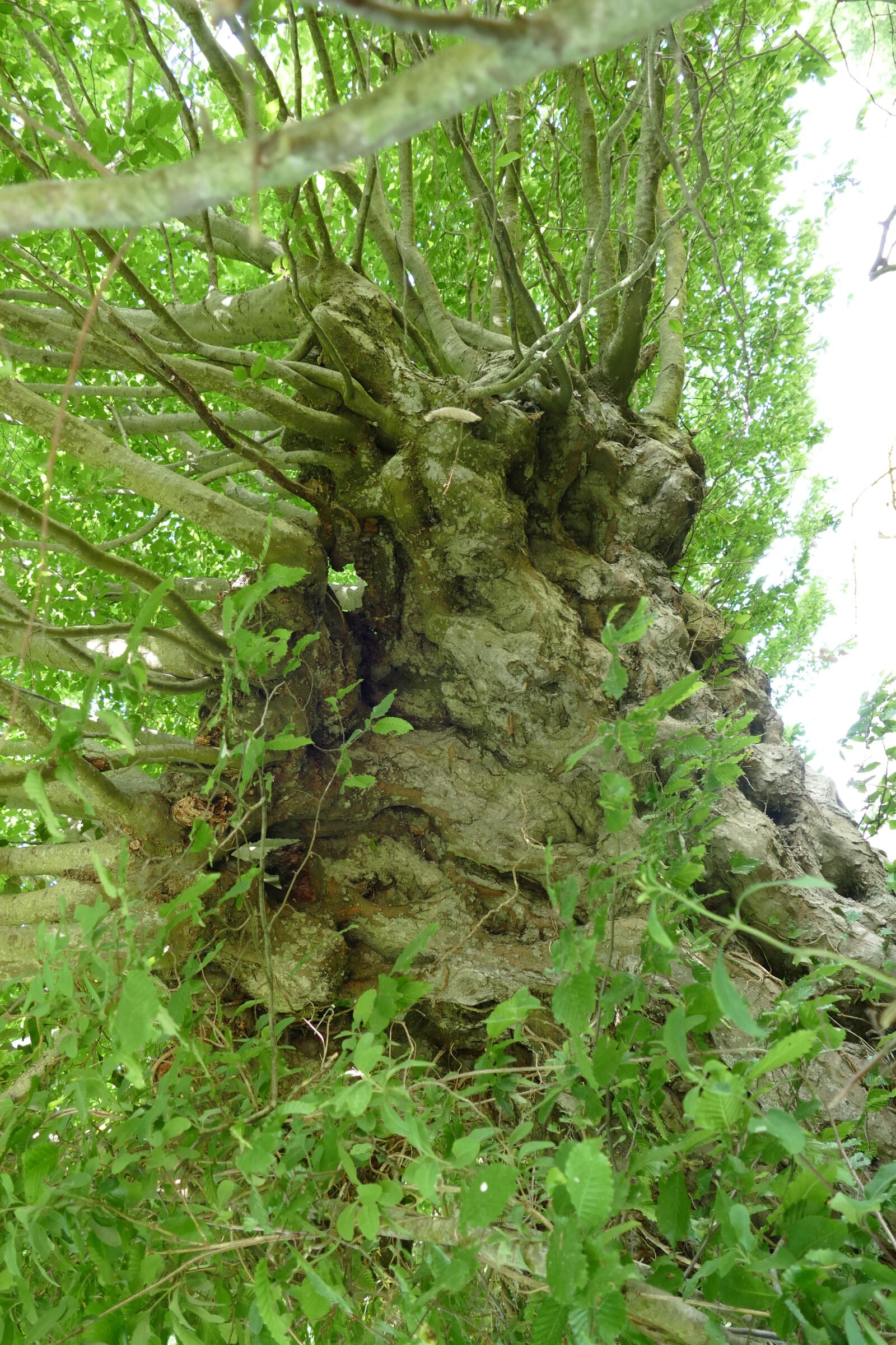 Panasonic Lumix DMC-FZ1000 sample photo. Arbre, tree, nature photography