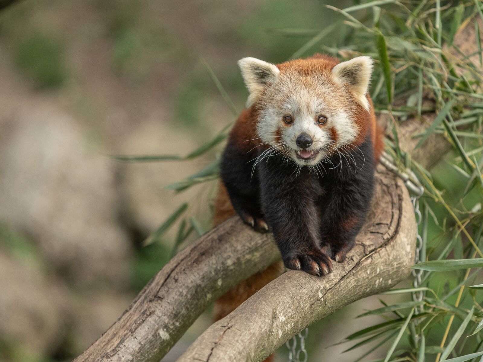 Nikon D500 sample photo. Zoo, austria, animal photography