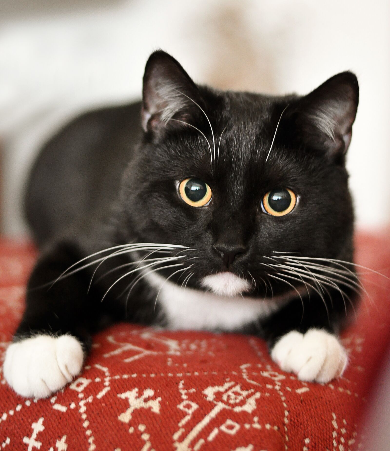 Nikon D90 sample photo. Domestic cat, animal shelter photography