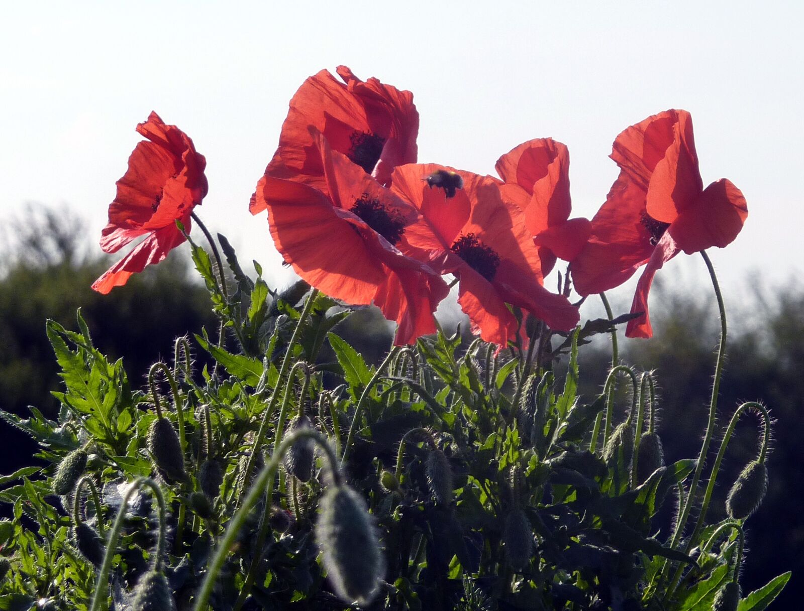 Panasonic DMC-TZ7 sample photo. Flowers, spring, poppies photography