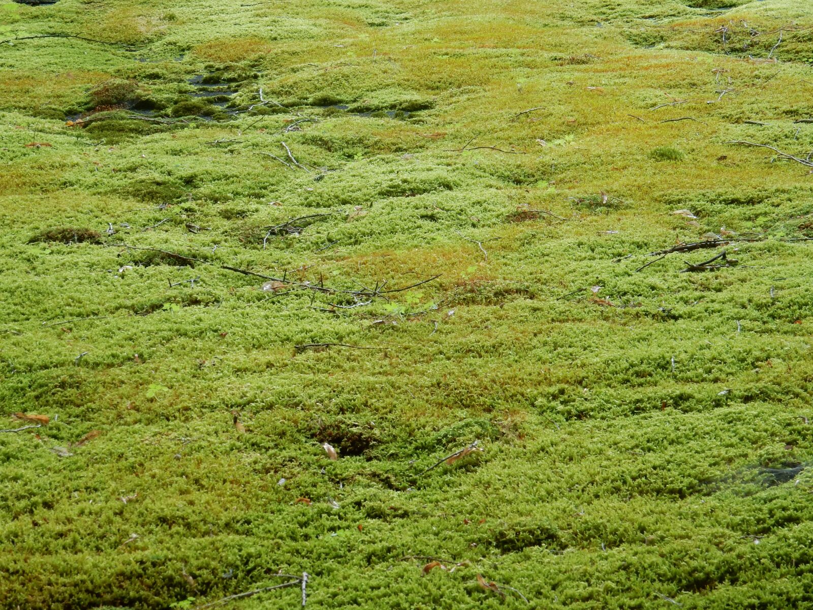 Nikon Coolpix S9900 sample photo. Moss, moss carpet, green photography