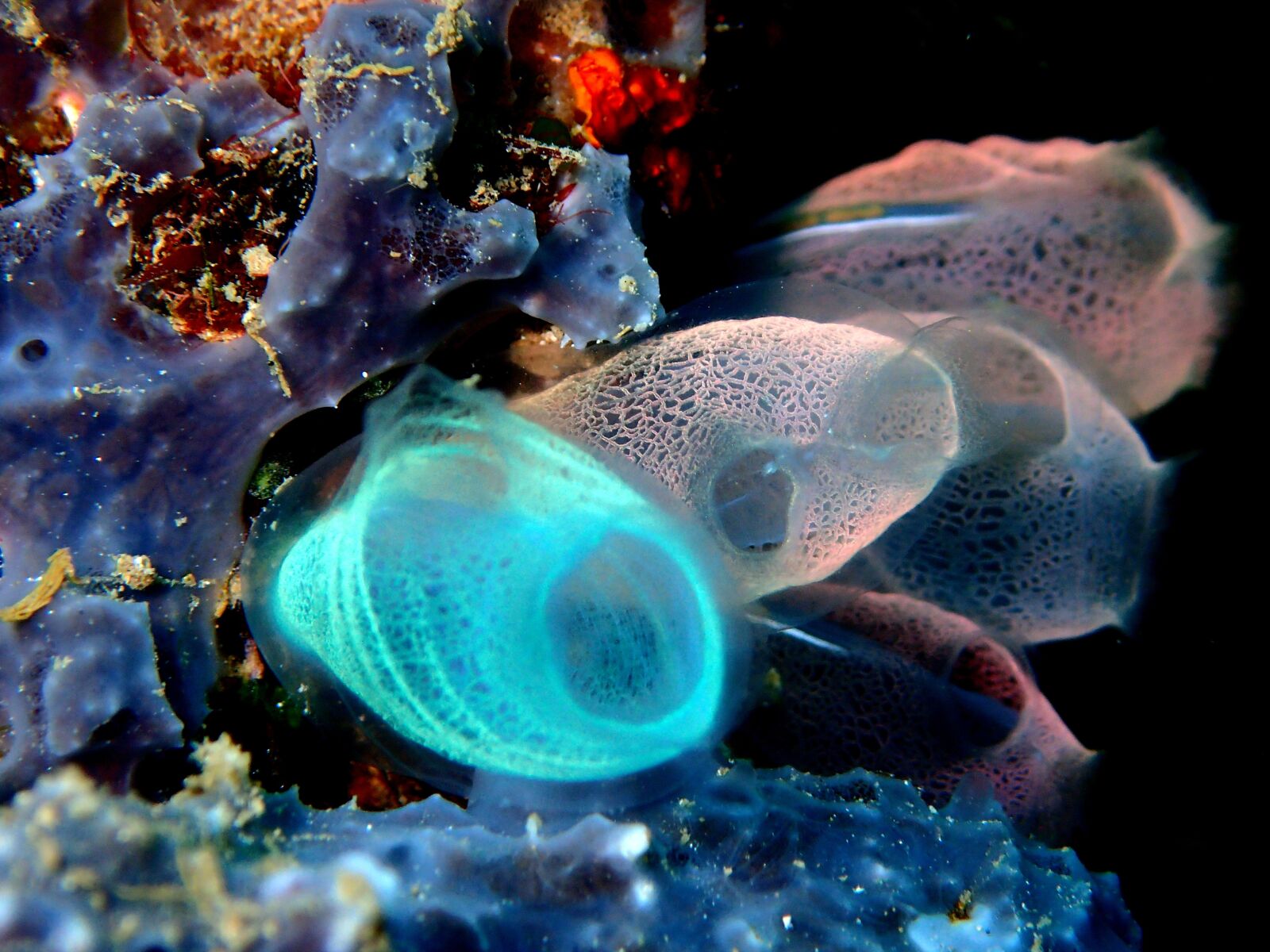 Olympus TG-4 sample photo. Sea squirt, reef, coral photography