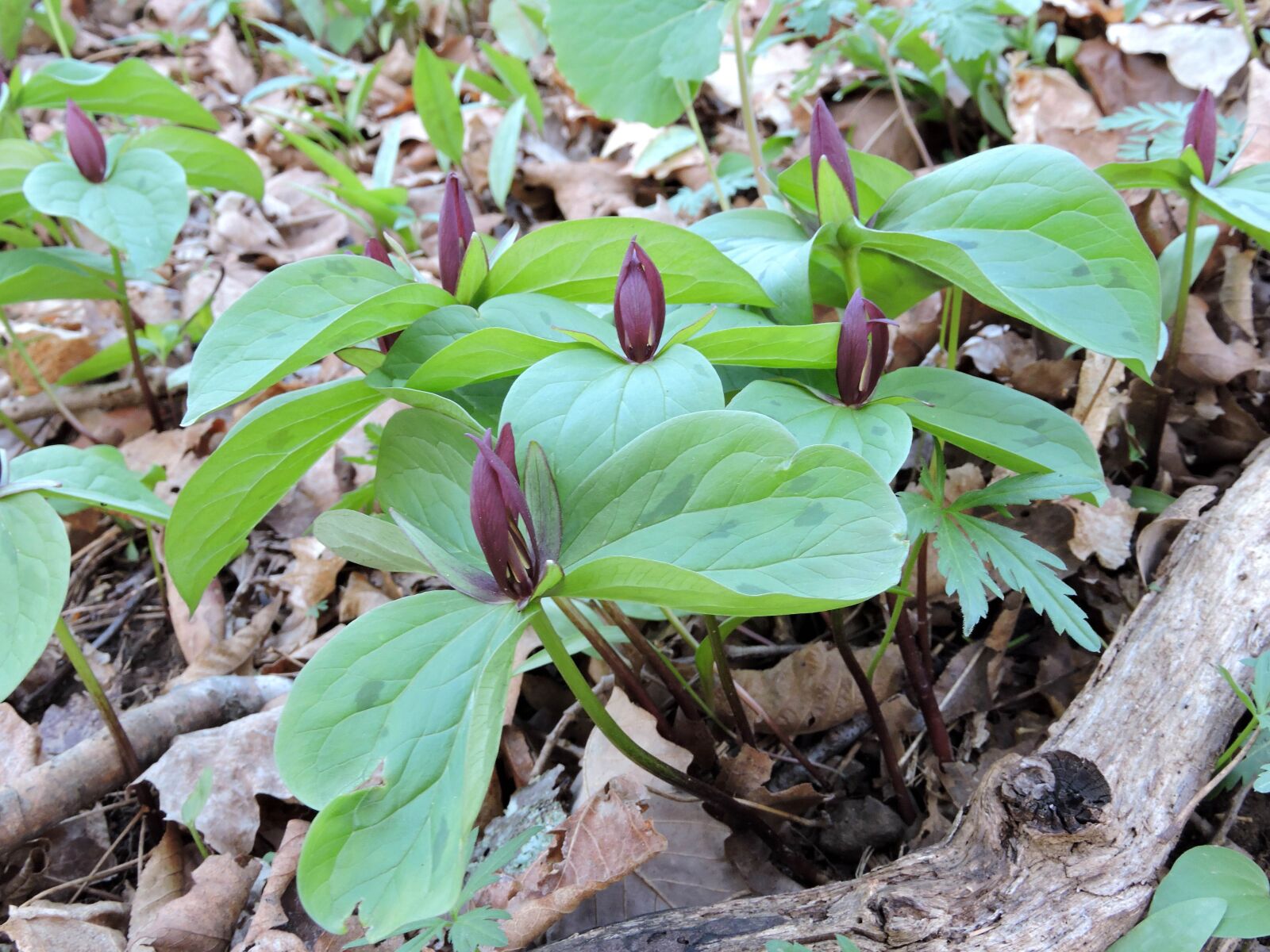 Nikon Coolpix P600 sample photo. Spring, toad shade, maroon photography
