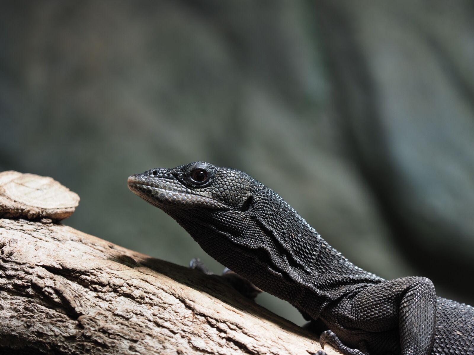 Olympus M.Zuiko Digital ED 40-150mm F2.8 Pro sample photo. Animal, reptile, varan photography