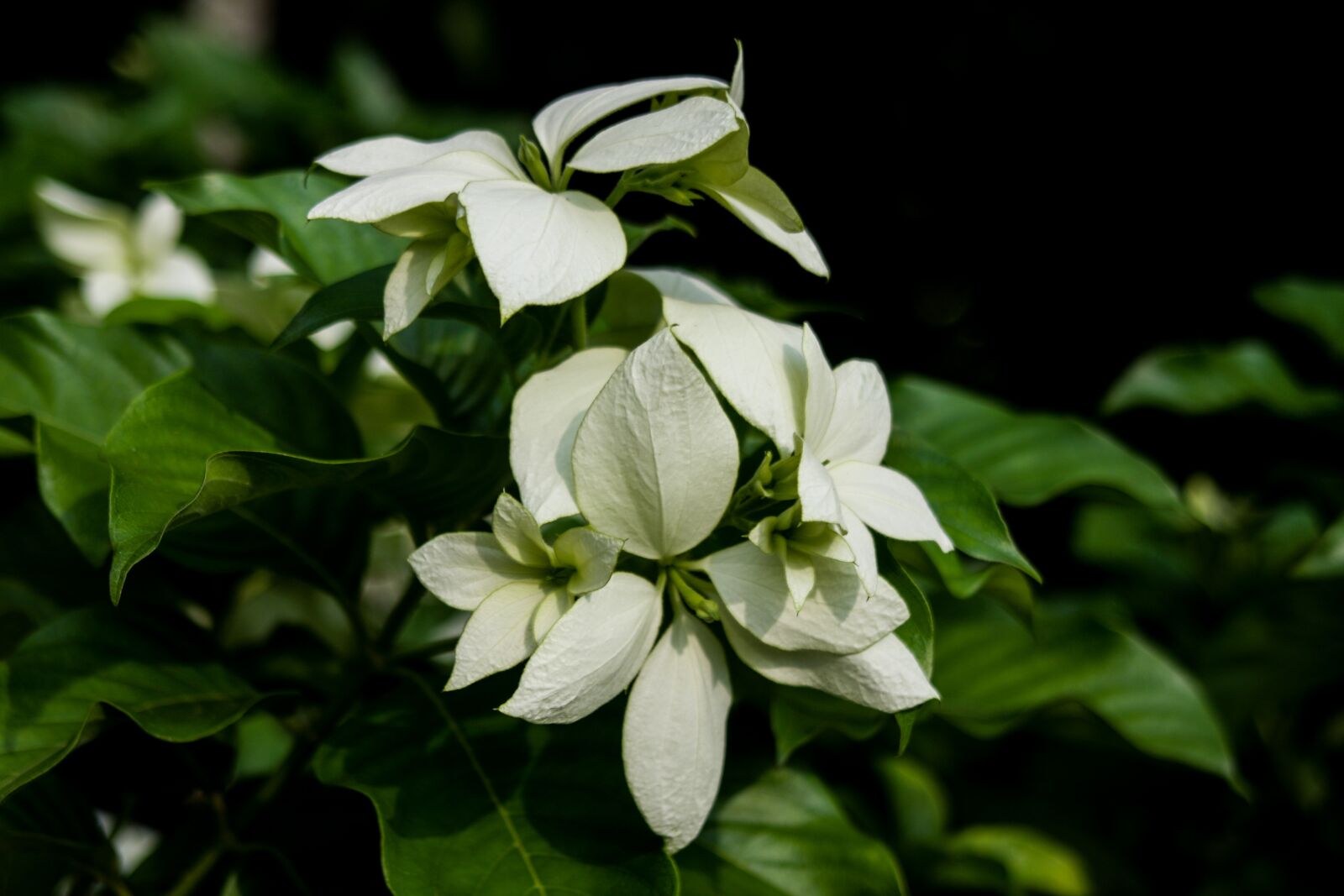 Canon EOS 40D sample photo. Flowers, plant, nature photography