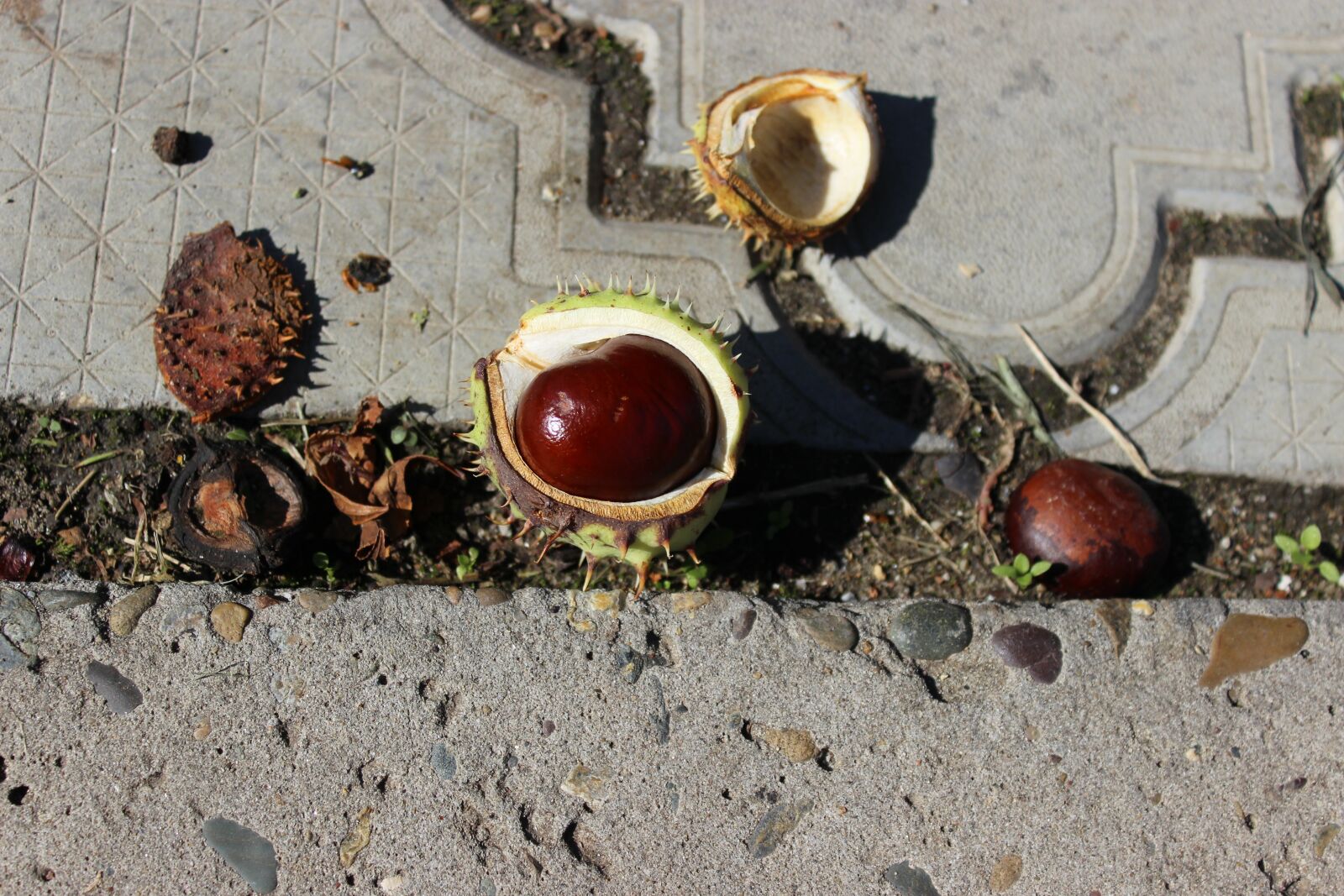 Canon EOS 600D (Rebel EOS T3i / EOS Kiss X5) sample photo. Chestnut, buckeye, walnut photography