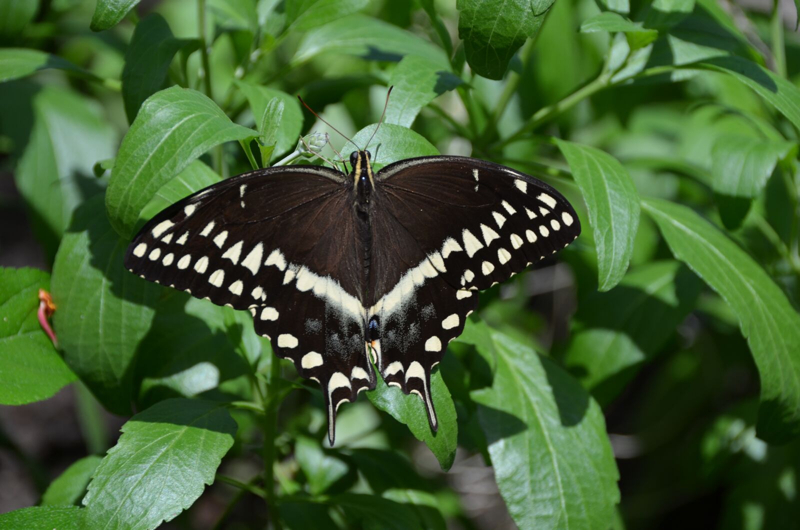 Nikon D5100 sample photo. Butterfly, insect, outdoor photography