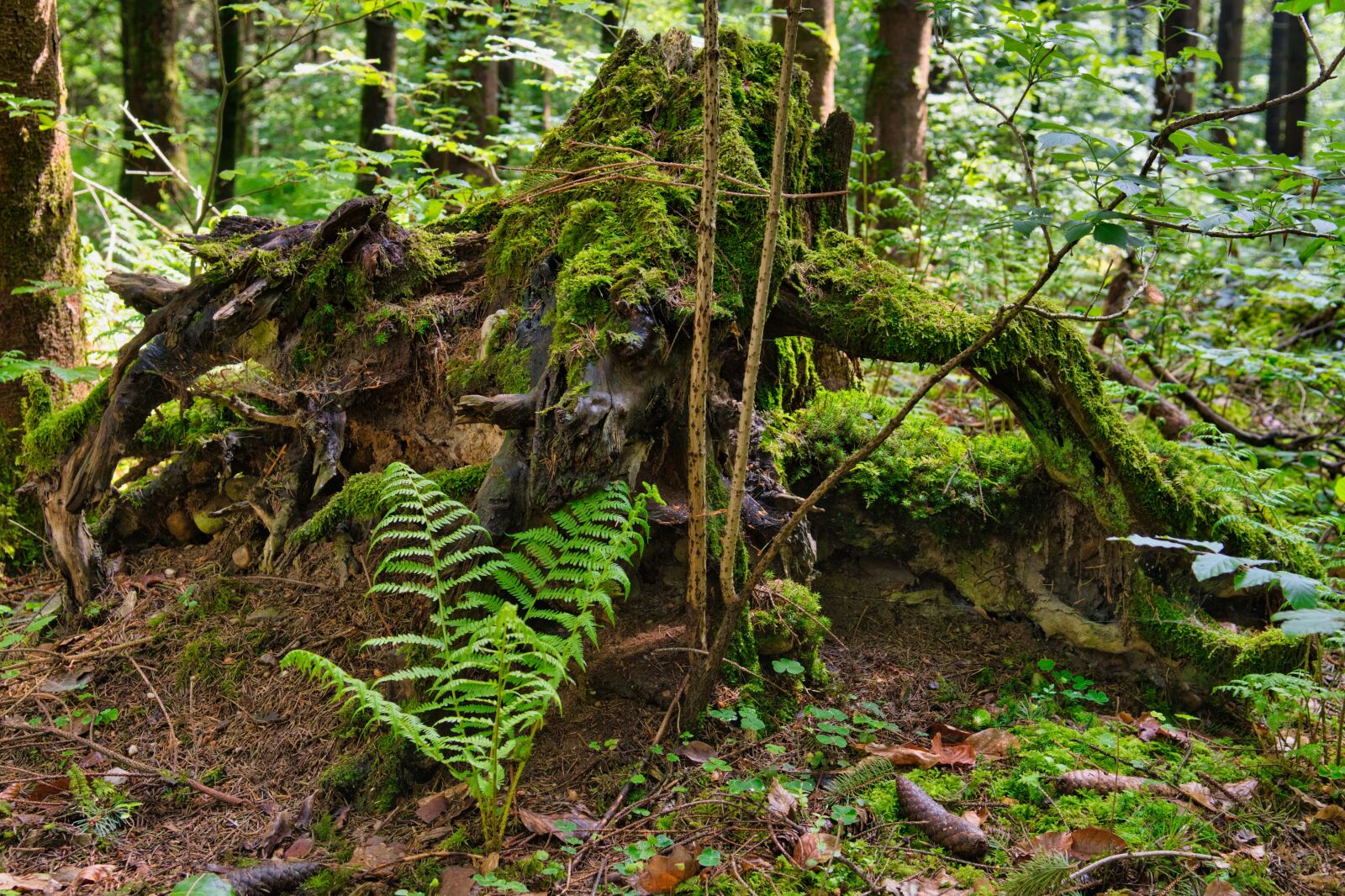 Nikon D7500 sample photo. Root, forest, tree root photography