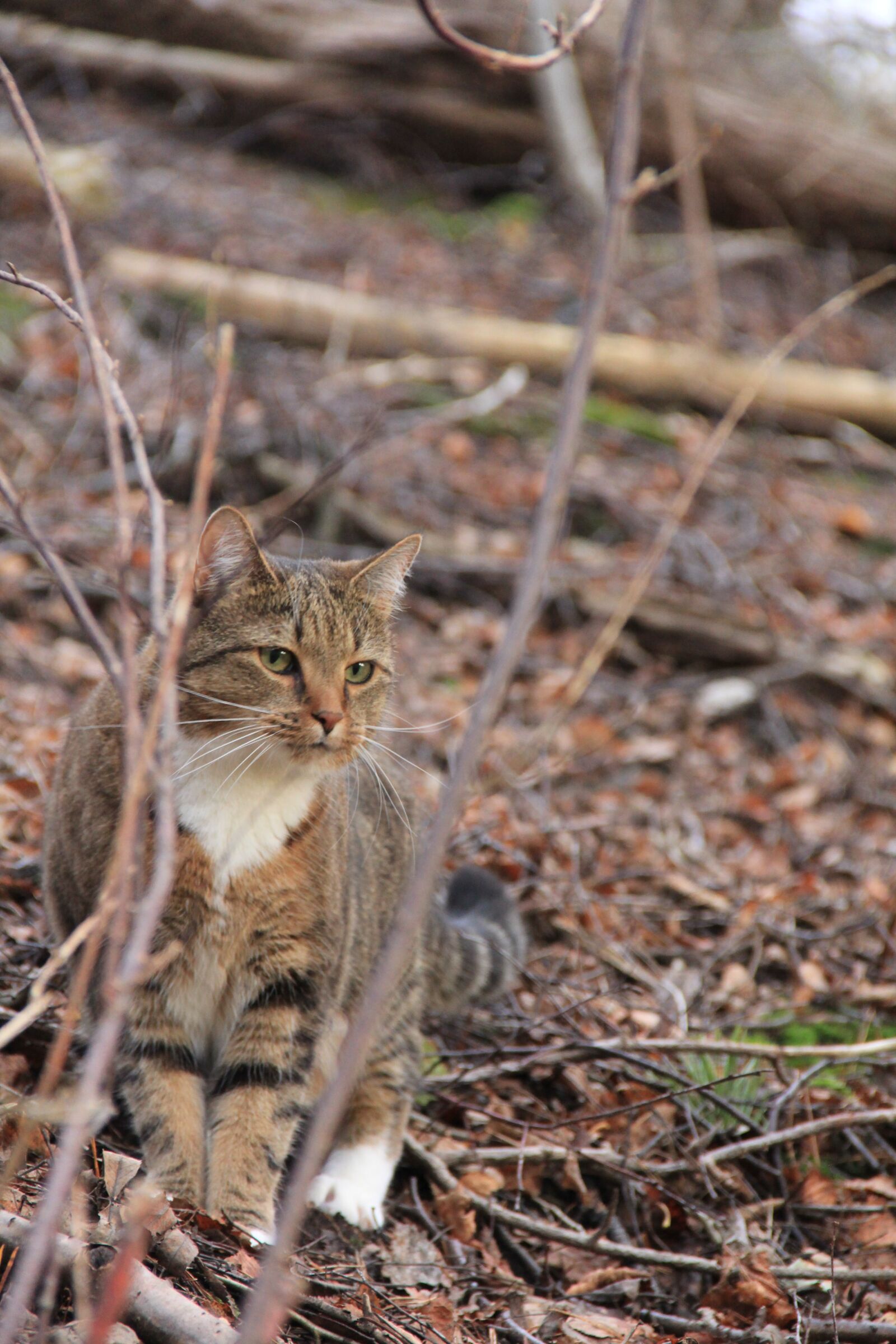Canon EOS 60D sample photo. Nature, animals, animal life photography