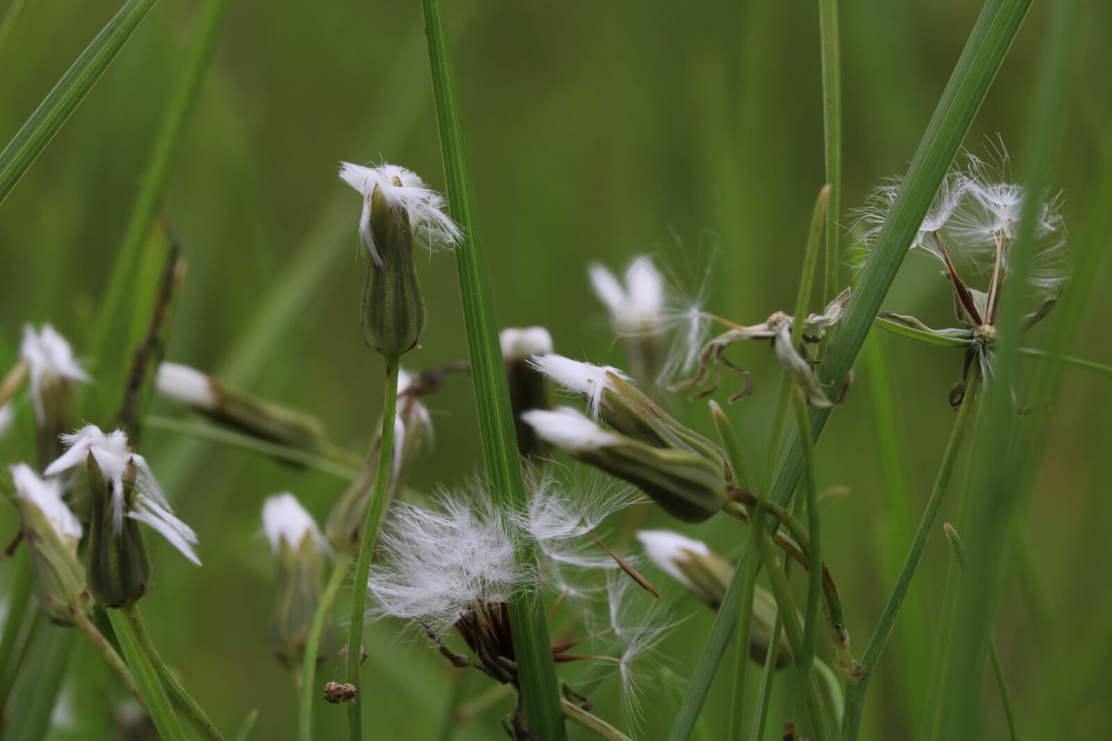 Canon EOS 750D (EOS Rebel T6i / EOS Kiss X8i) sample photo. Grass seeds, nature, spring photography