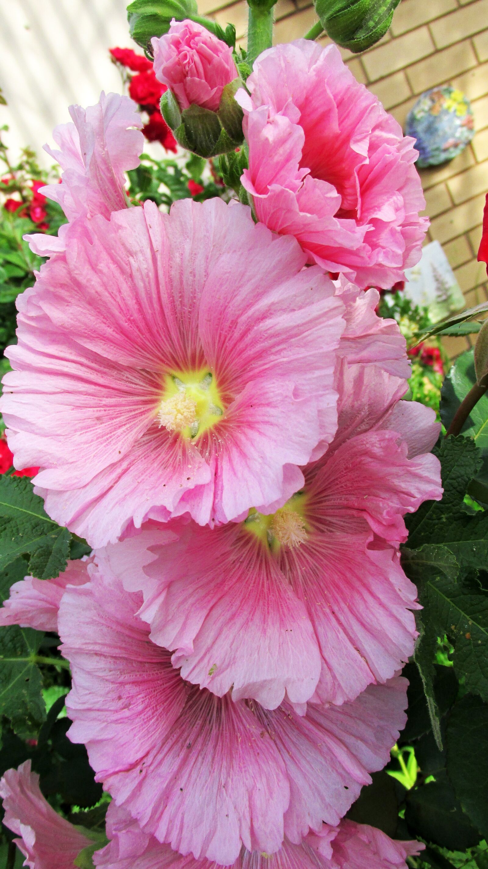 Canon PowerShot SX170 IS sample photo. Flower, pink, hollyhock photography