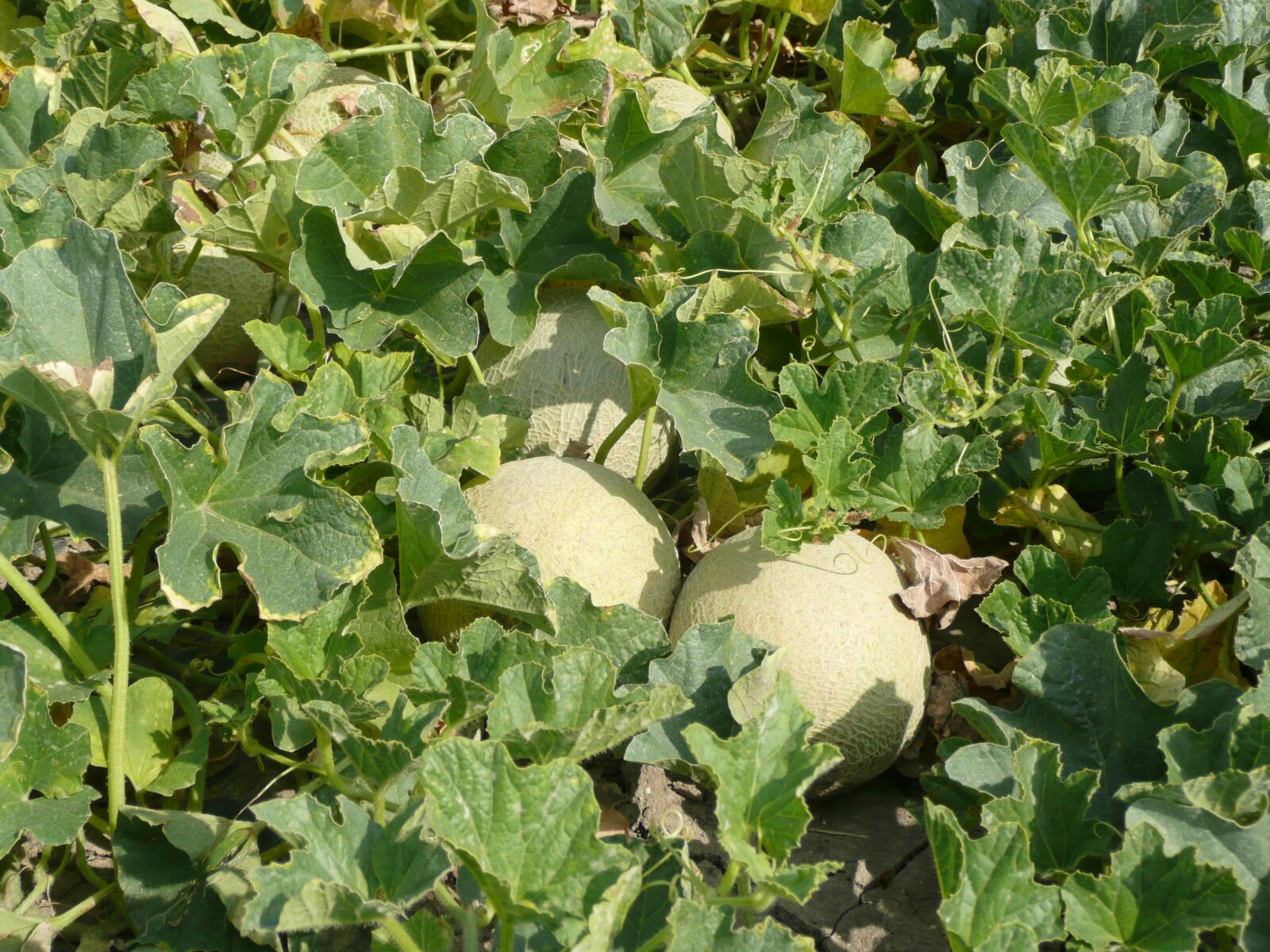 Panasonic DMC-TZ3 sample photo. Melons, field, agriculture photography