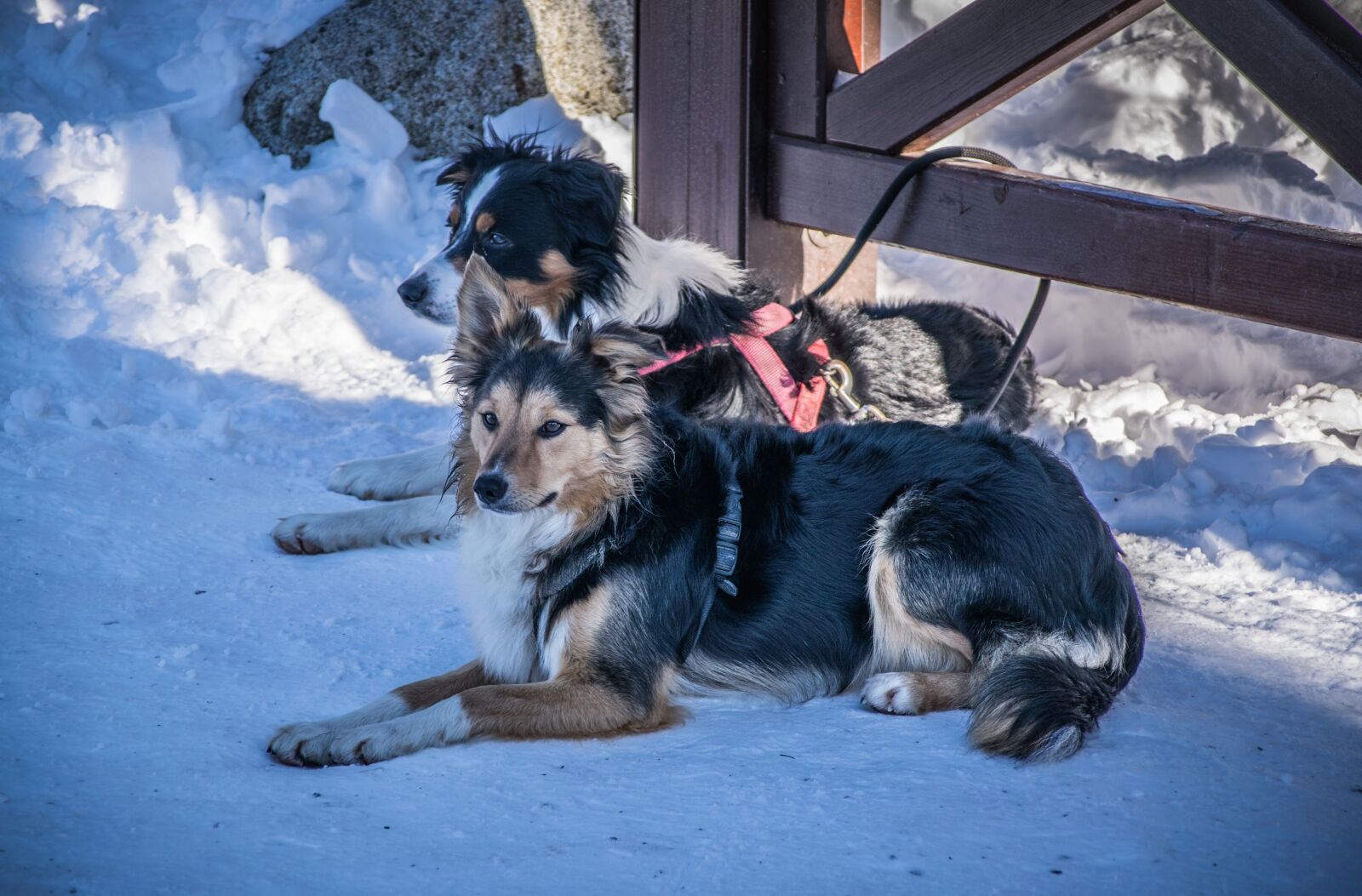 Nikon D5300 sample photo. Dog, couple, together photography