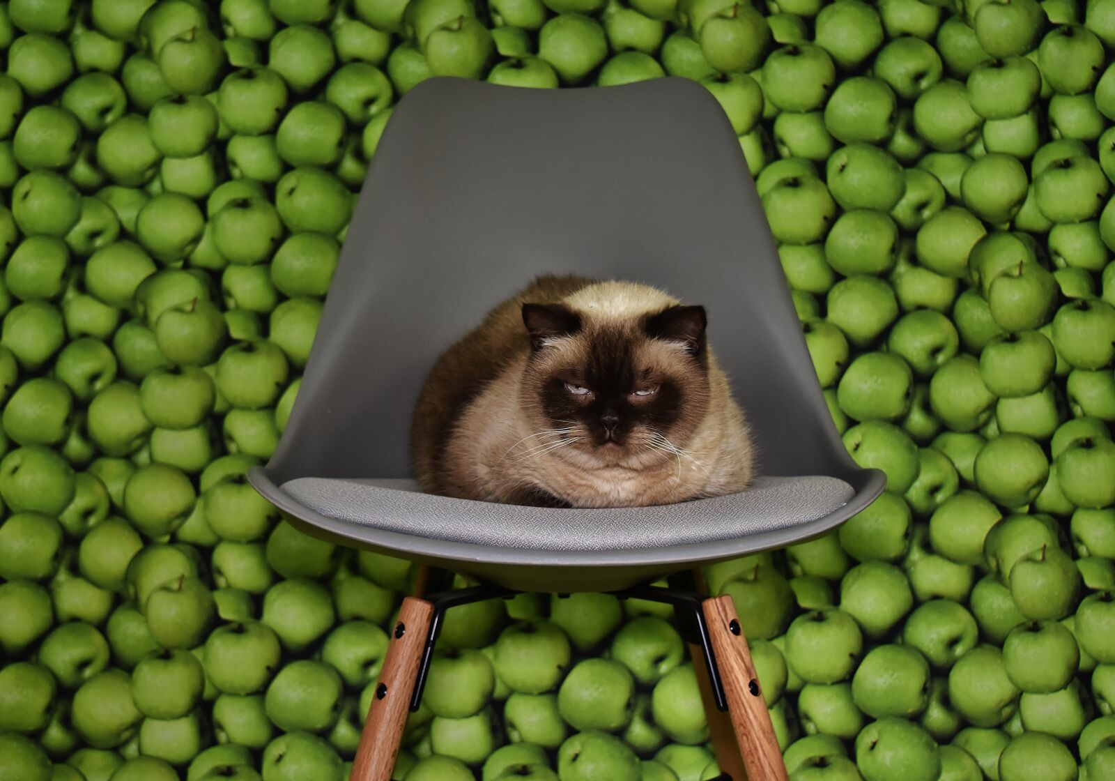 Nikon D7200 sample photo. Cat, chair, concerns photography