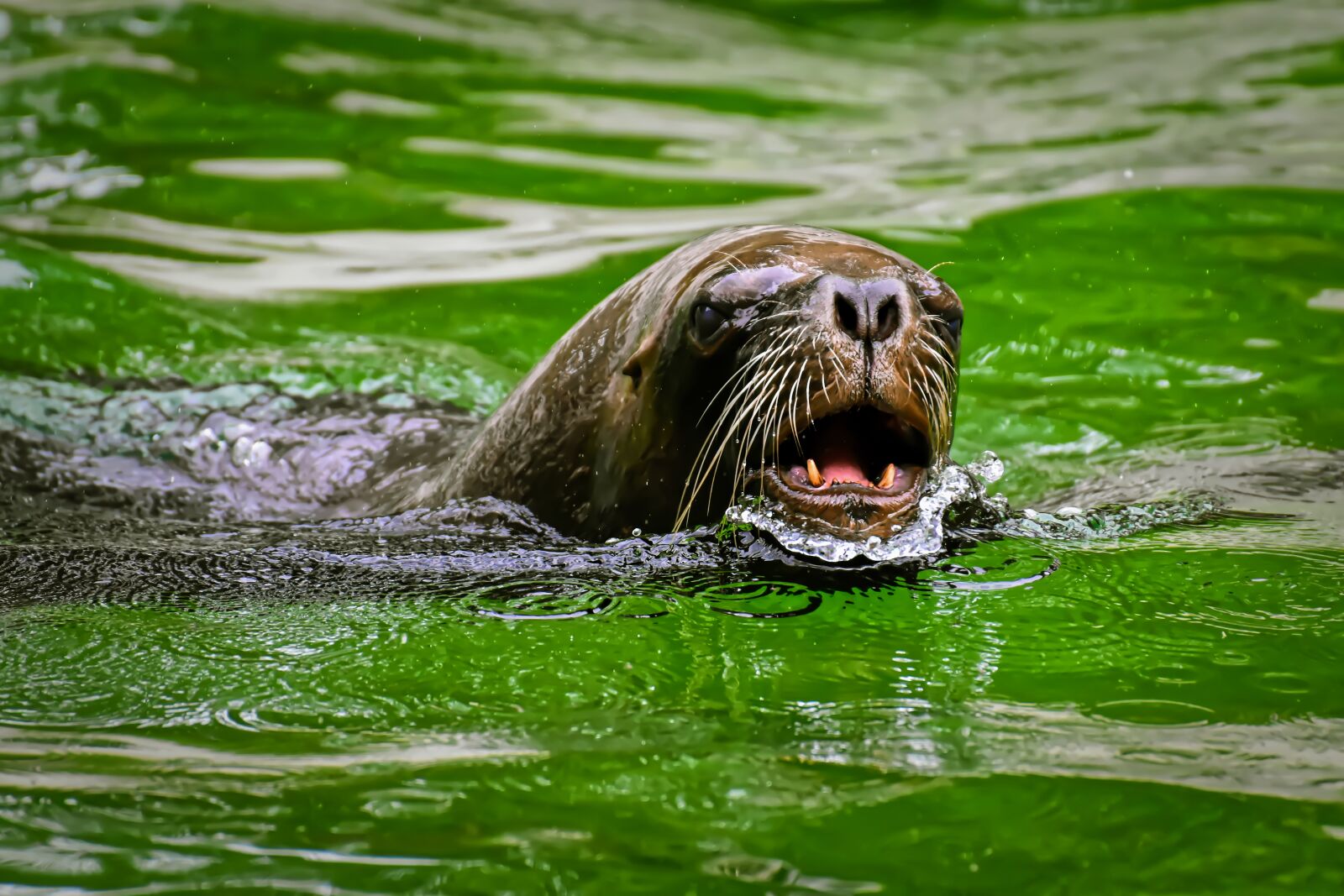 Nikon D7200 sample photo. Seal, sea lion, water photography