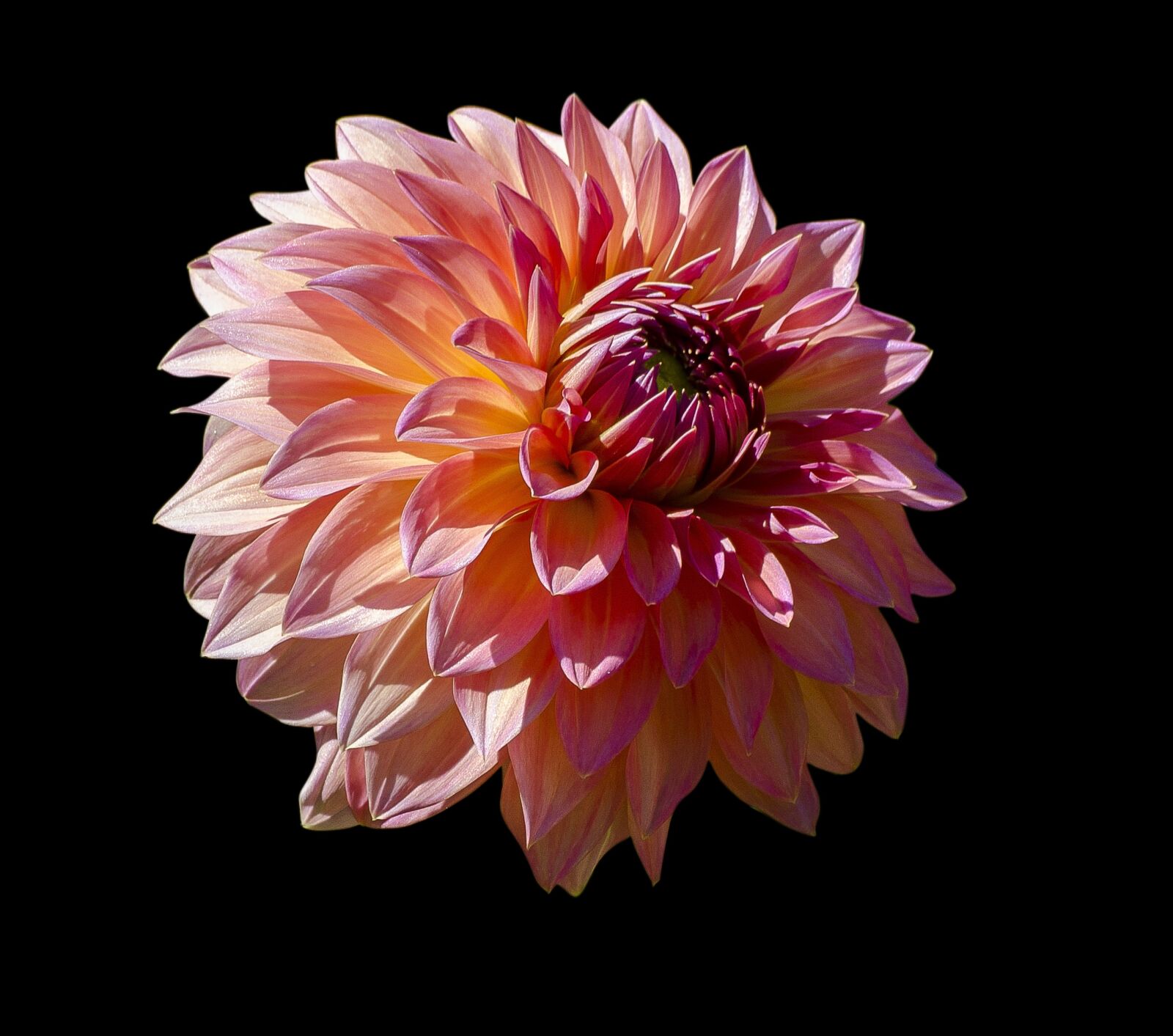 Nikon D7000 sample photo. Flower, daffodil, nature photography