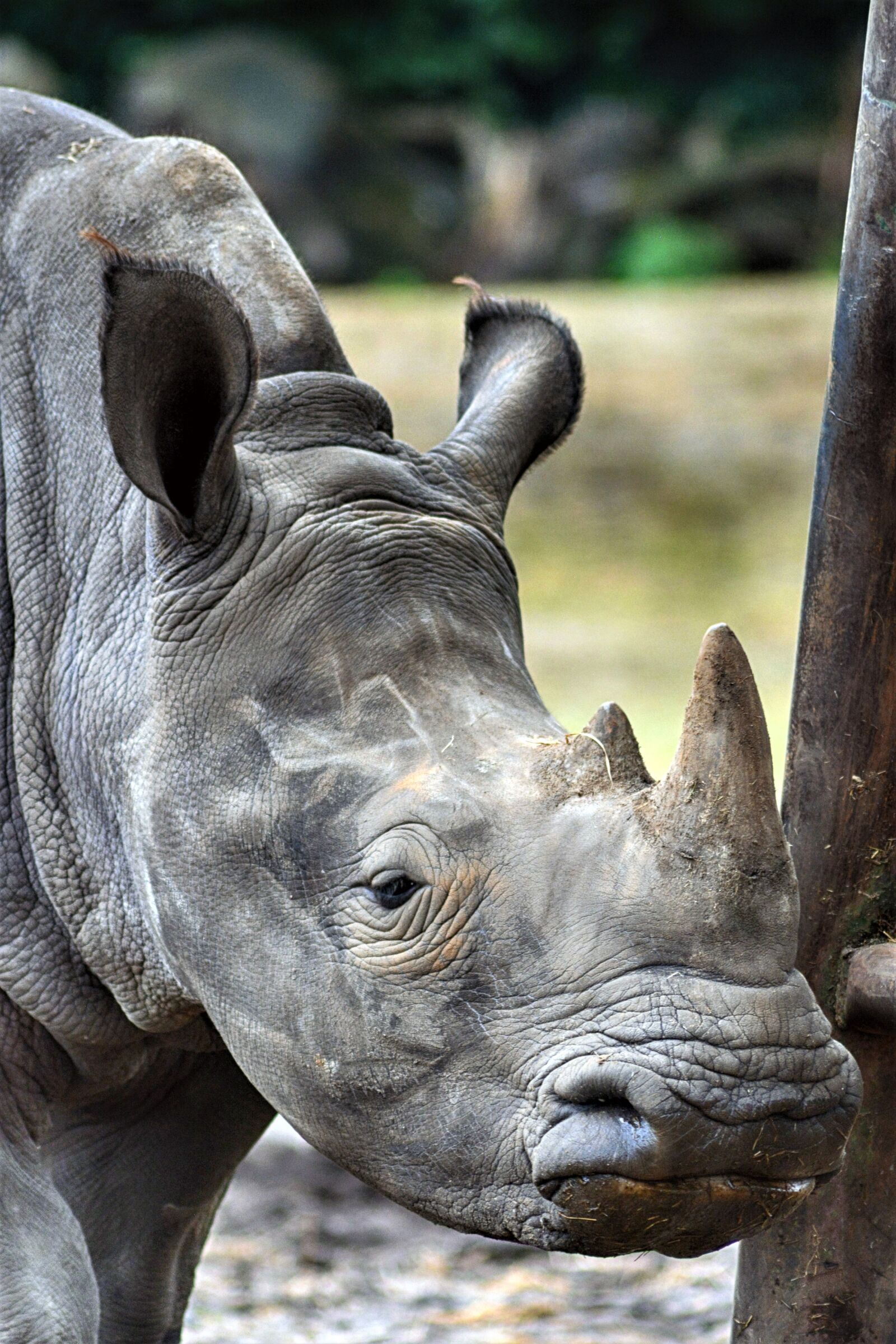 Nikon D5200 sample photo. Rhino, animal world, safari photography
