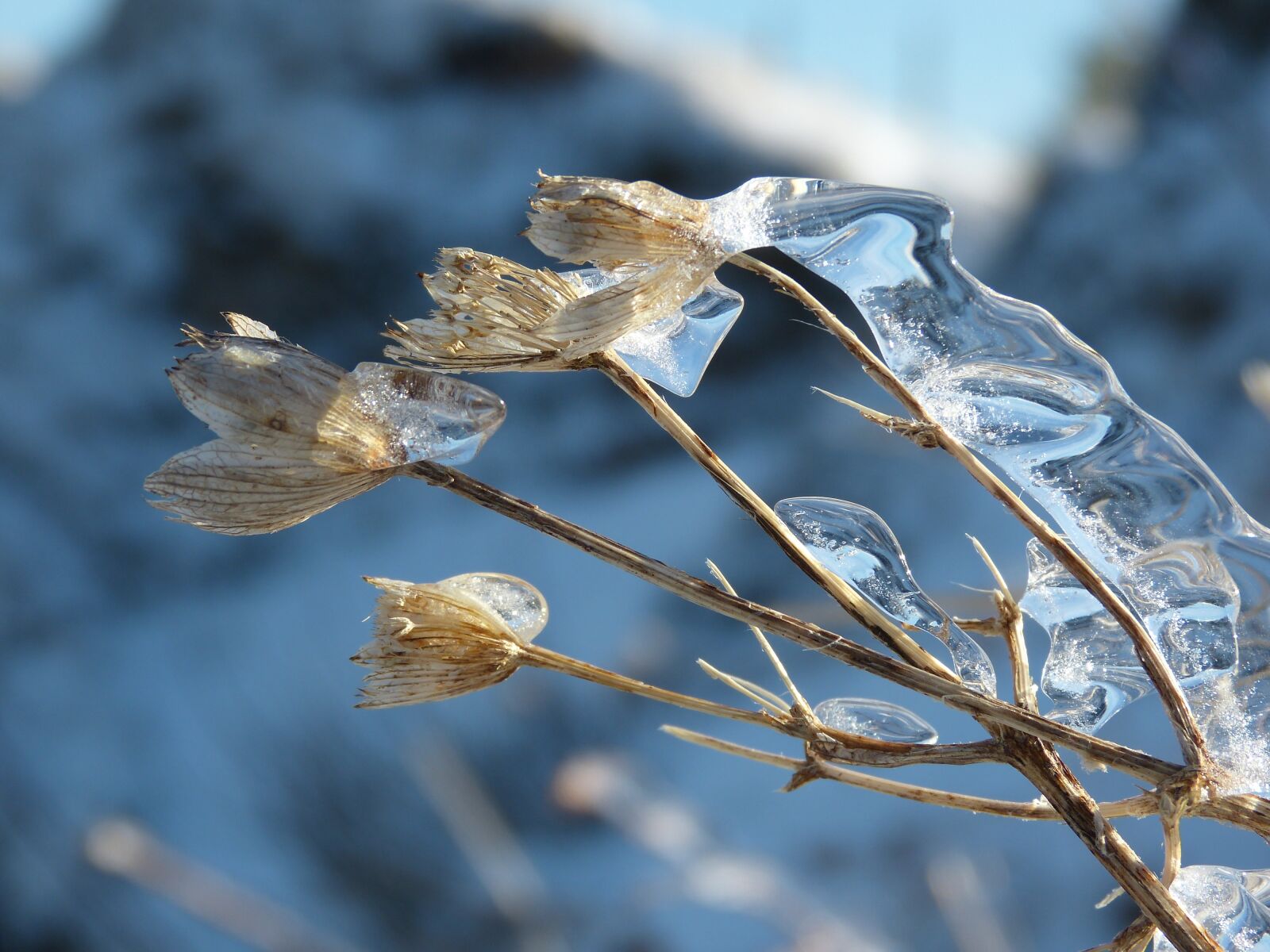 Panasonic Lumix DMC-FZ150 sample photo. Flower, ice, winter photography
