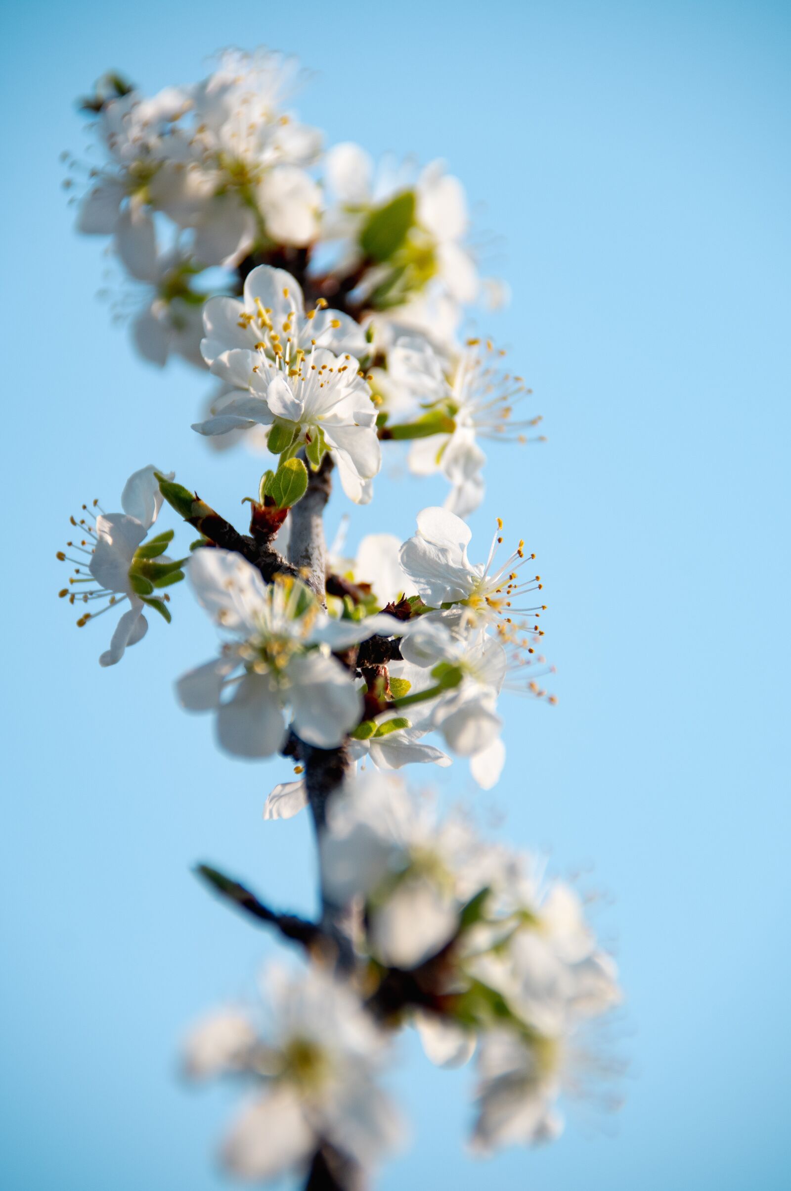 Nikon D3200 sample photo. Spring flowers, bloom, spring photography
