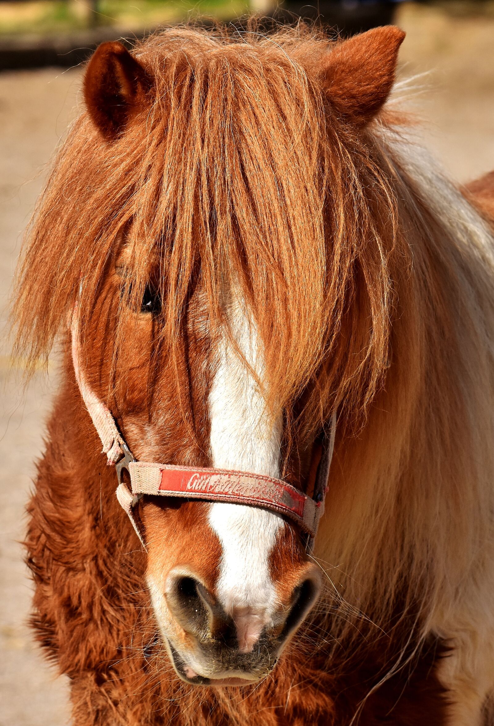 Nikon D7200 sample photo. Pony, horse, cute photography