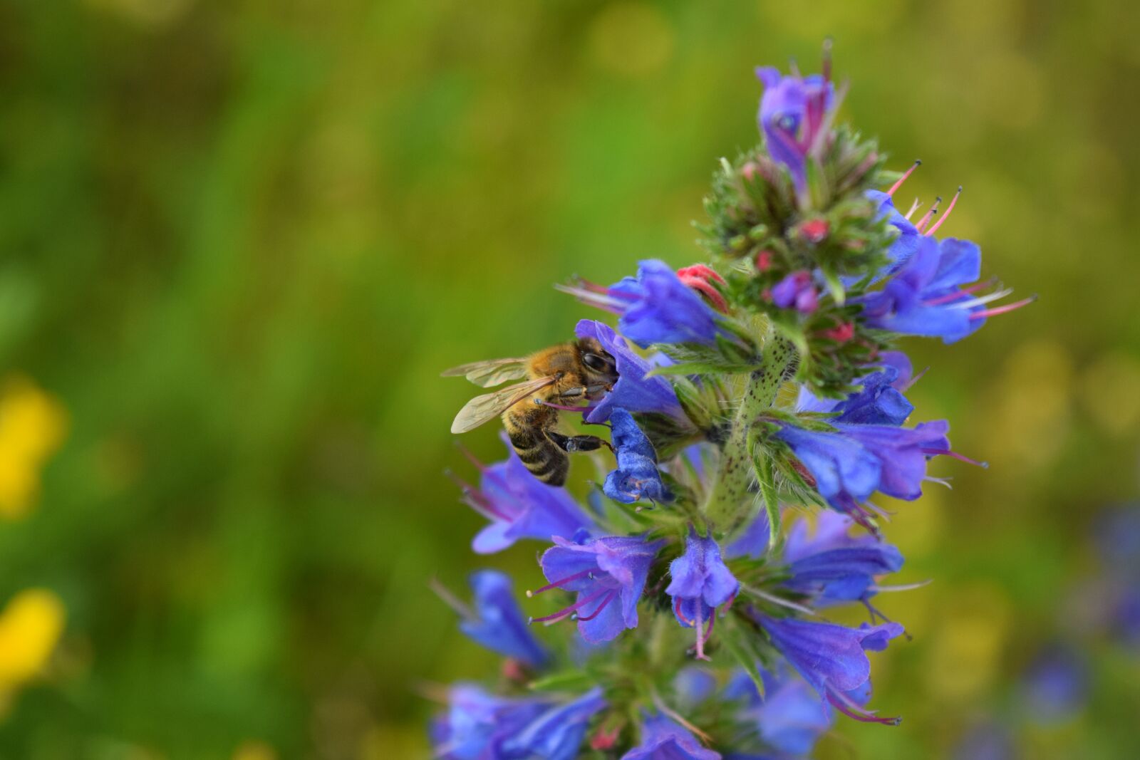 Nikon D3300 sample photo. Bee, blossom, bloom photography