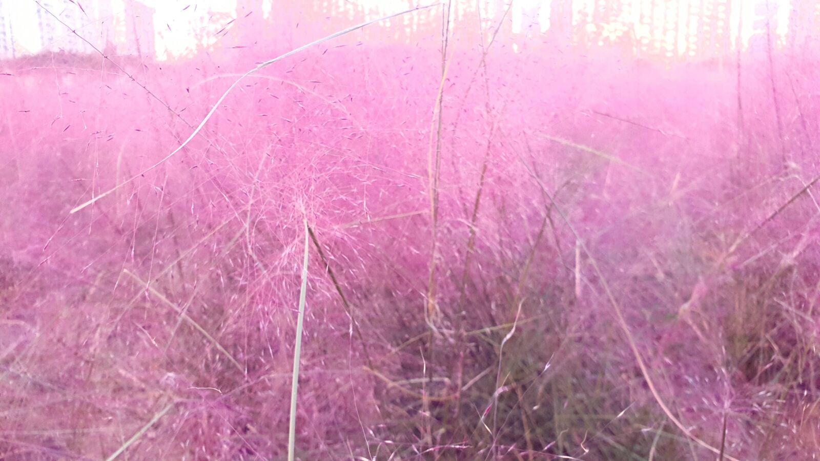 Samsung SM-N960F sample photo. Pink, flower, autumn in photography