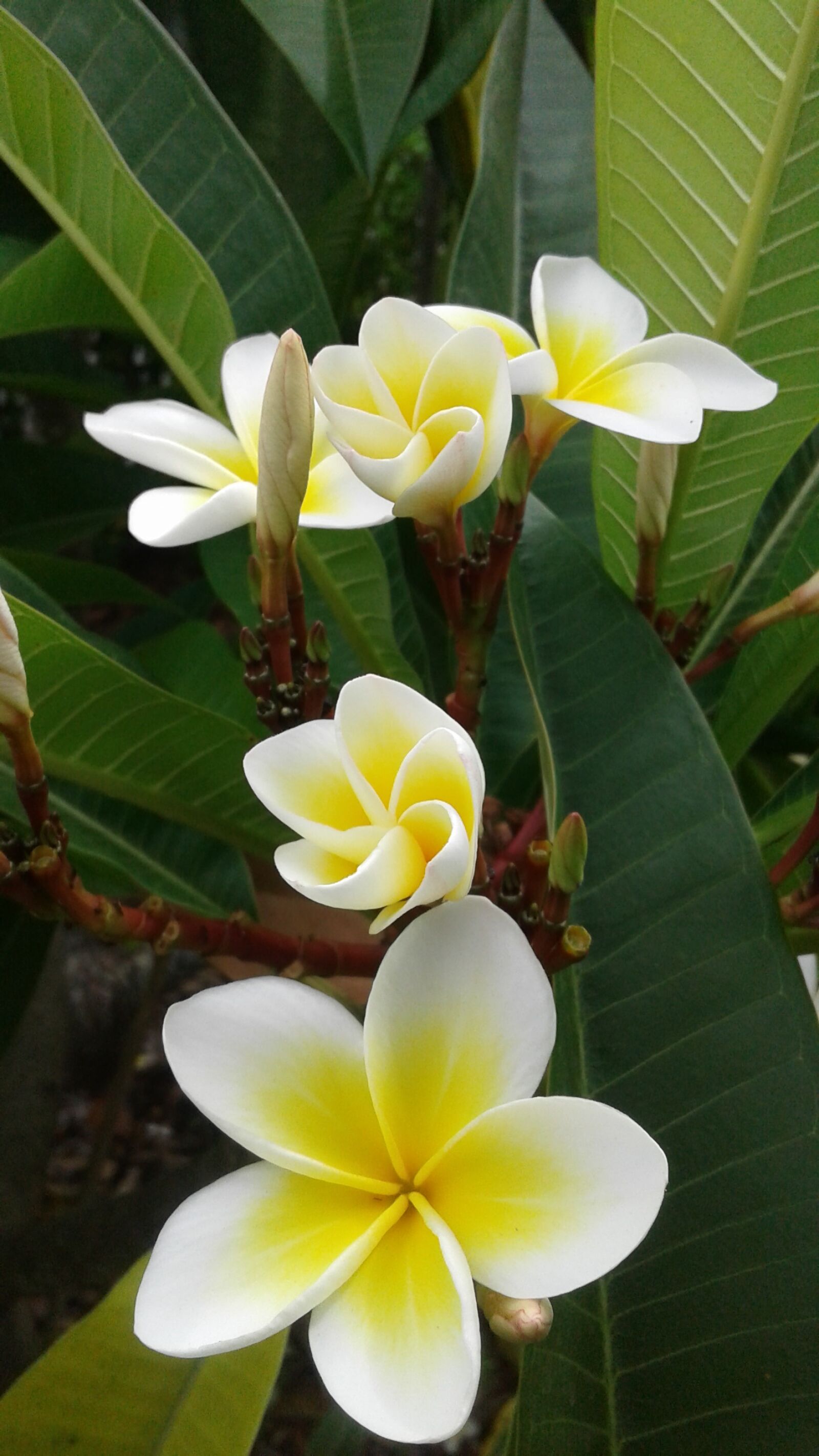 Samsung Galaxy J2 sample photo. Tropical, frangipani, plumeria photography