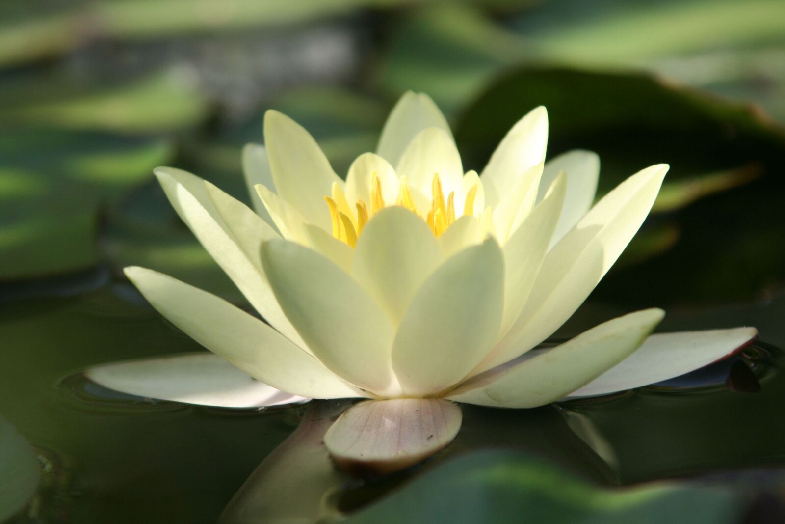 Canon EOS 350D (EOS Digital Rebel XT / EOS Kiss Digital N) sample photo. Water lily, flower, pond photography