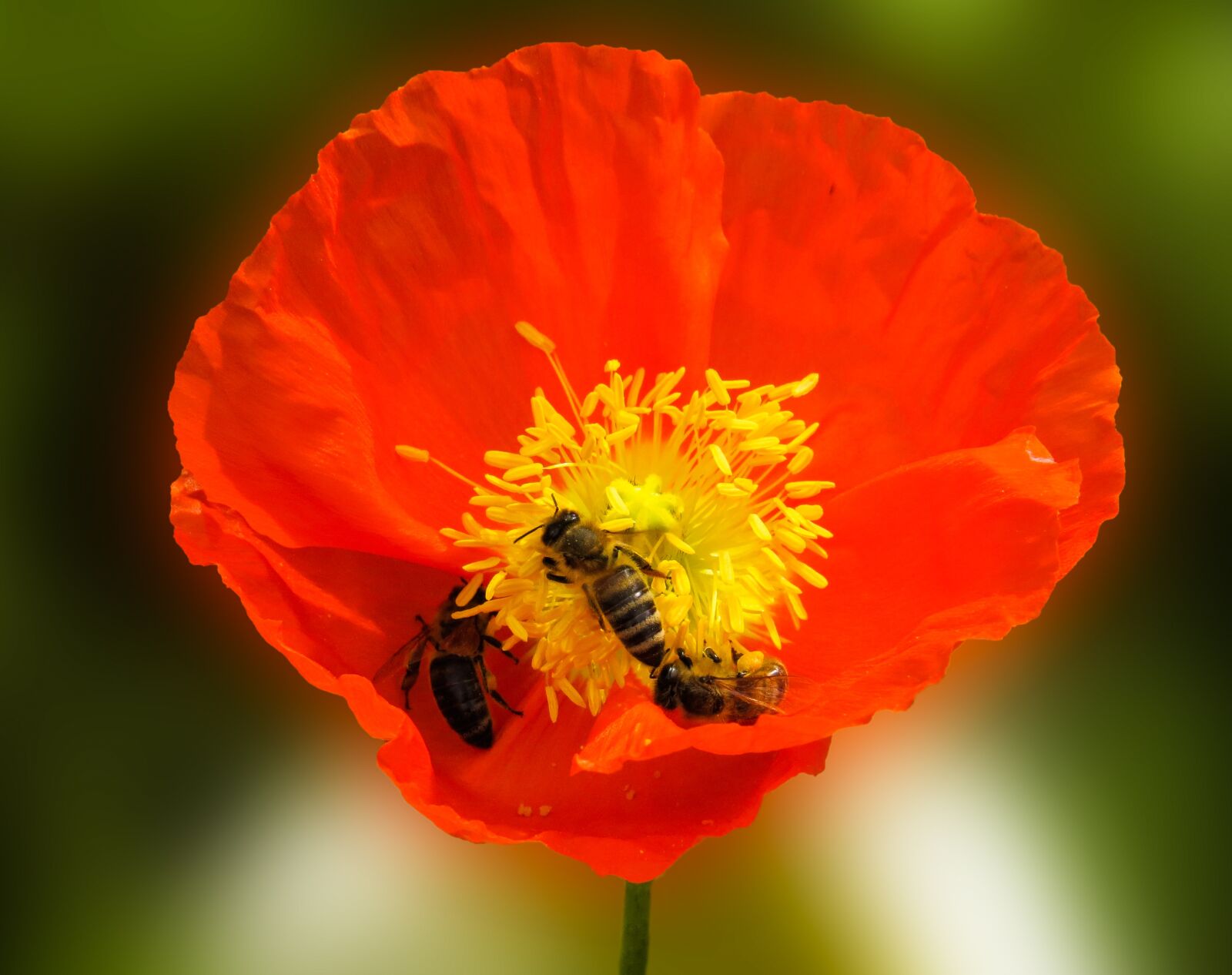 Canon PowerShot SX50 HS sample photo. Nature, flower, animal photography