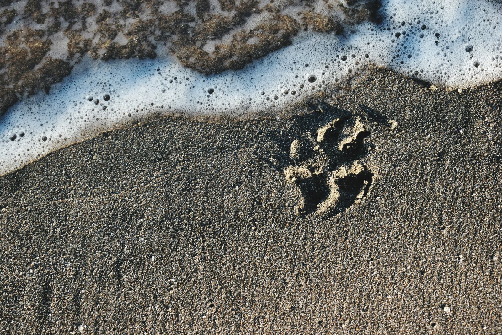 Nikon D3300 sample photo. Dog, sea, beach photography