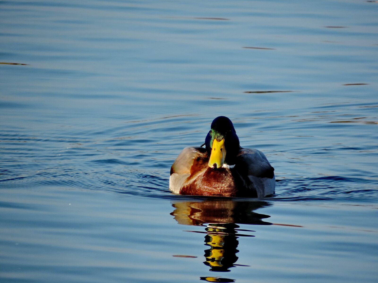 Nikon Coolpix P520 sample photo. Lake, duck, waterfowl, bird photography