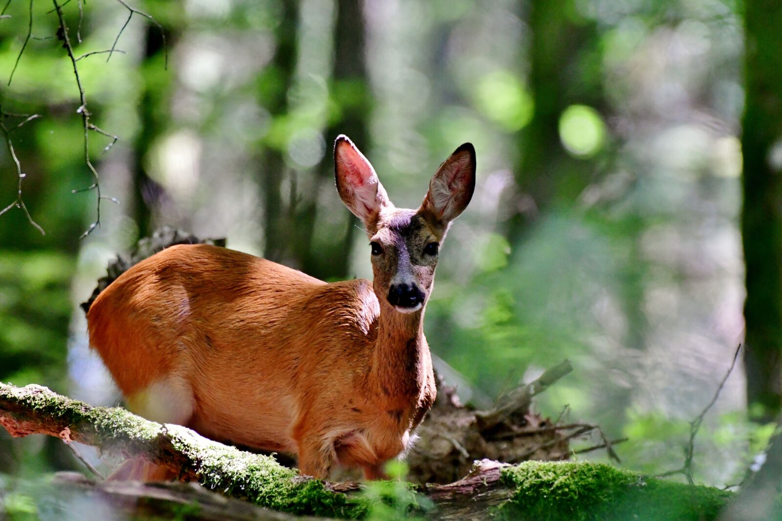 Nikon D500 sample photo. Ree, roe, mammal photography