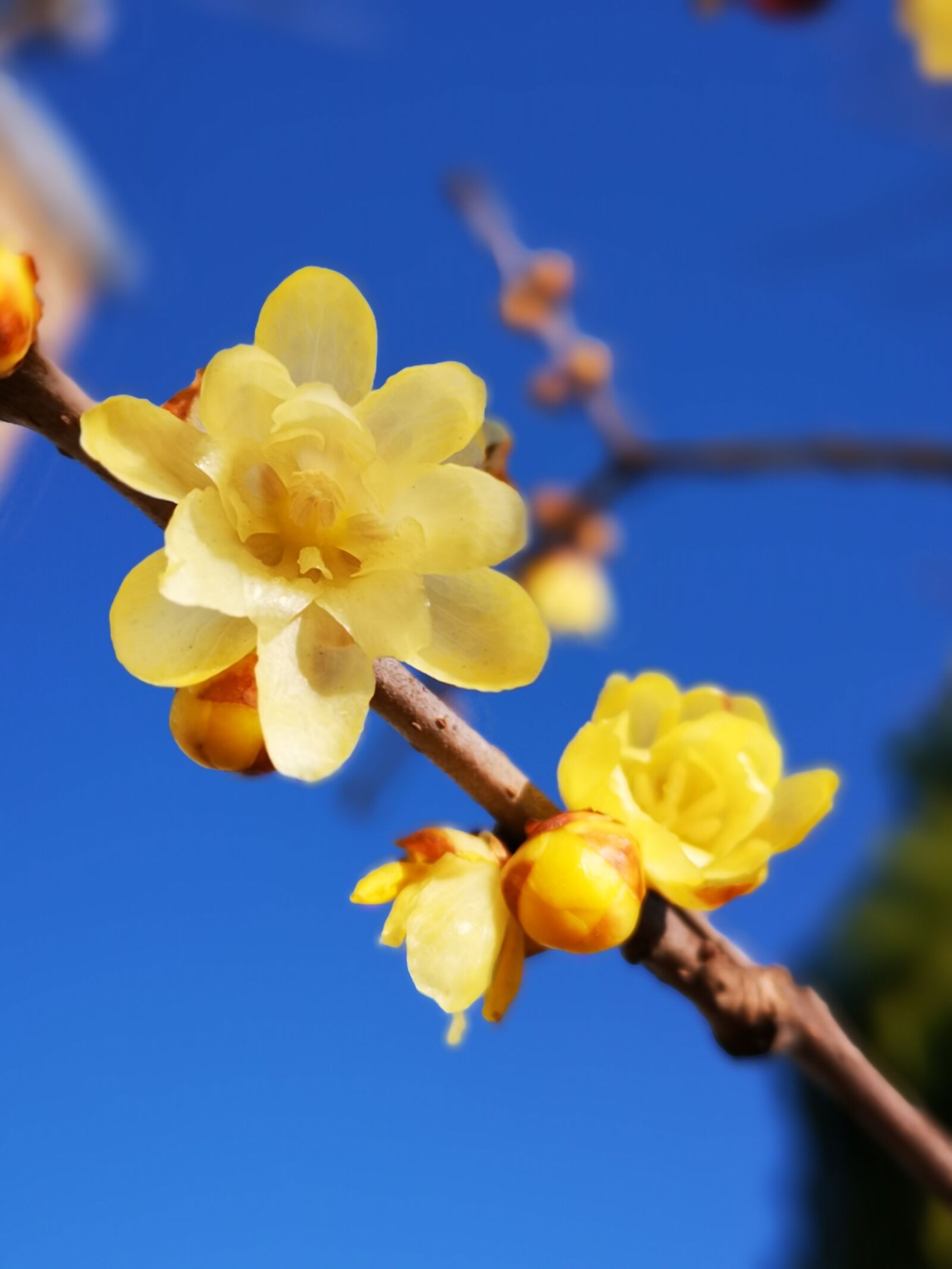 HUAWEI CLT-L29 sample photo