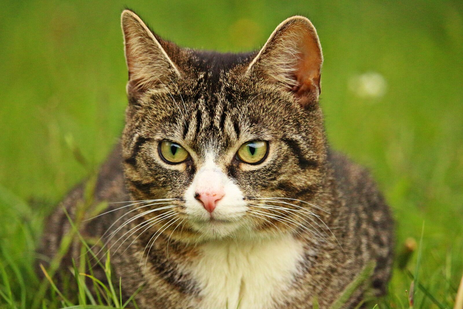 Canon EOS 100D (EOS Rebel SL1 / EOS Kiss X7) sample photo. Cat, tiger cat, mackerel photography