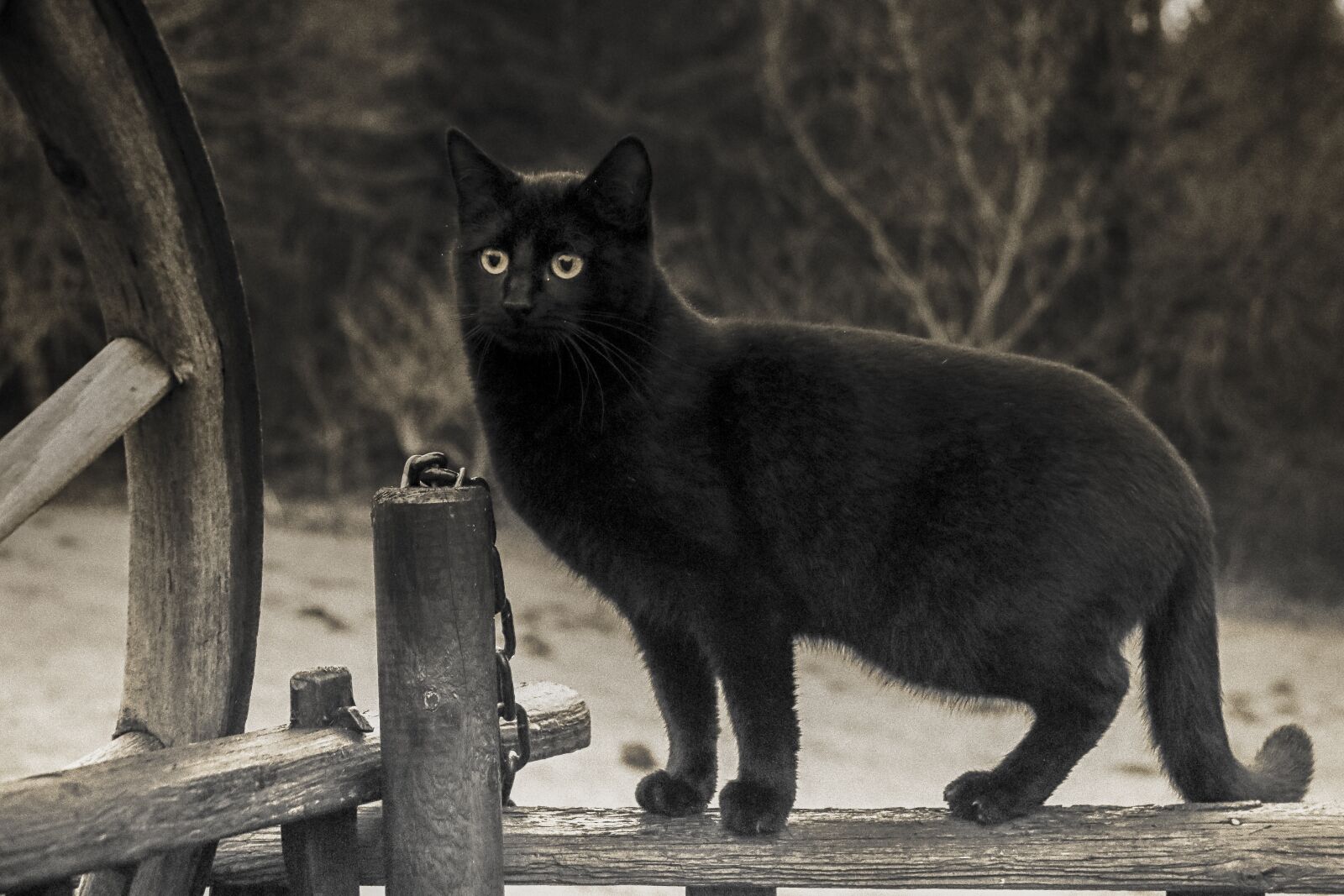 Canon EOS 70D sample photo. Cat, black, black-and-white photography