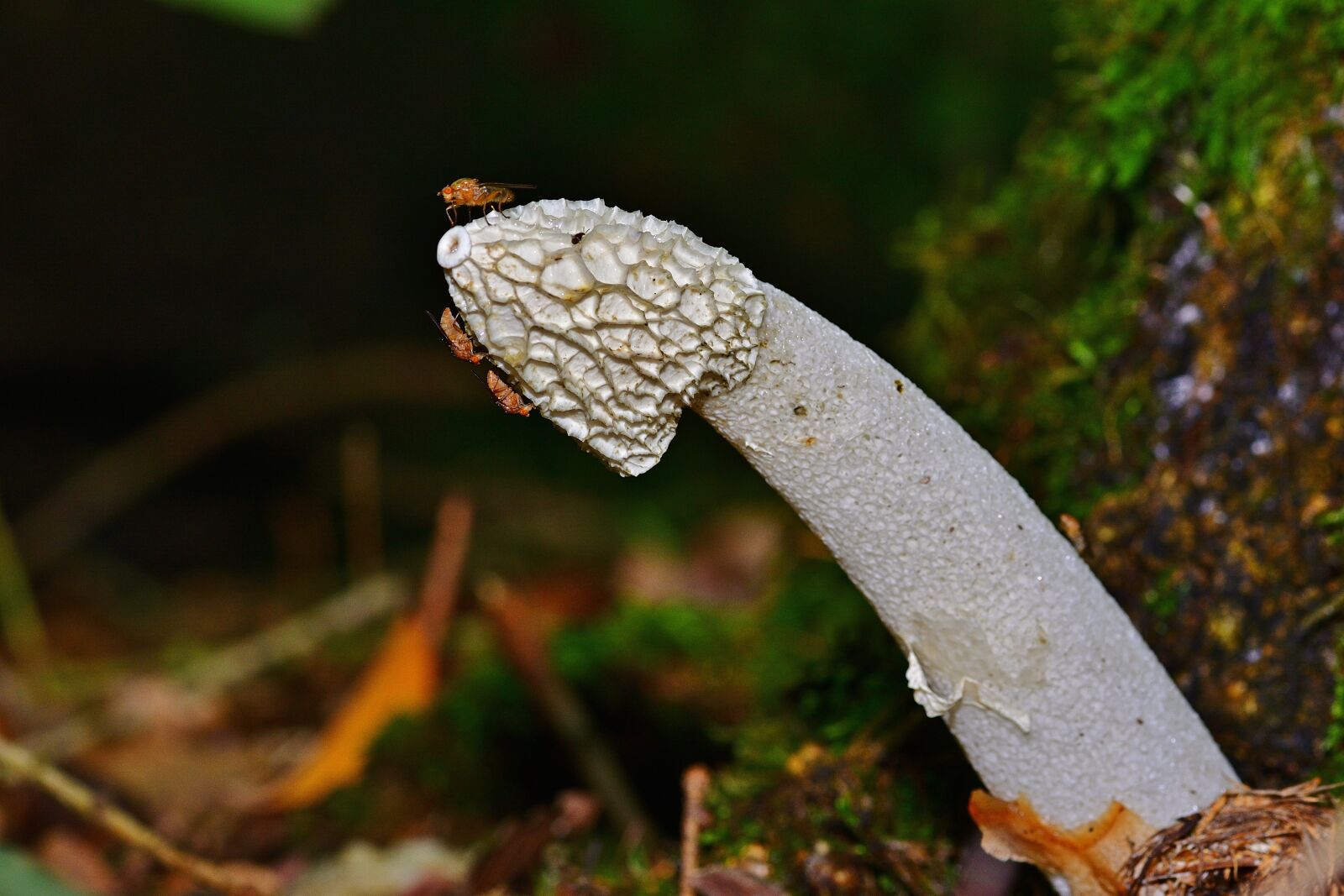 Nikon D5200 sample photo. Mushroom, forest, stinkmorchel photography