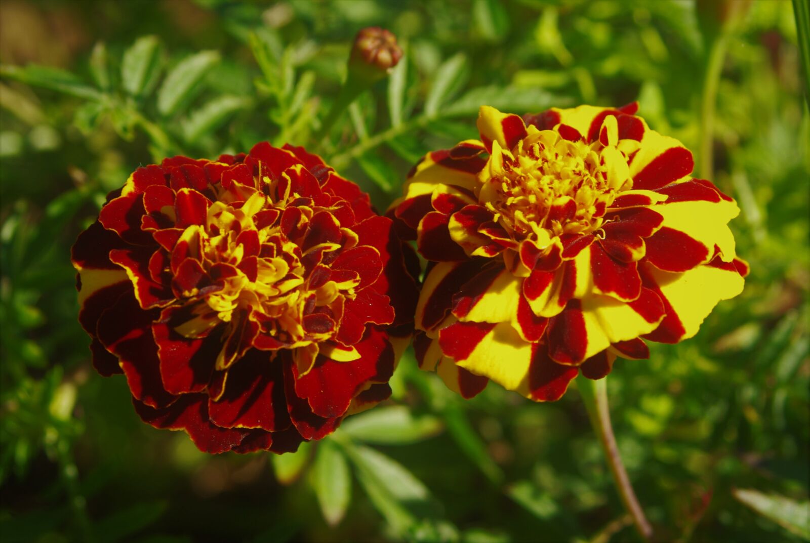 Pentax K-x sample photo. Flowers, nature, marigold photography