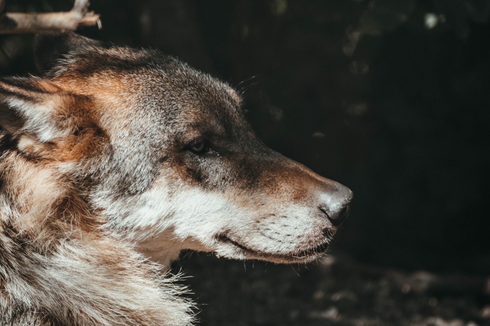 Nikon D5200 sample photo. Wolf, close up, zoo photography