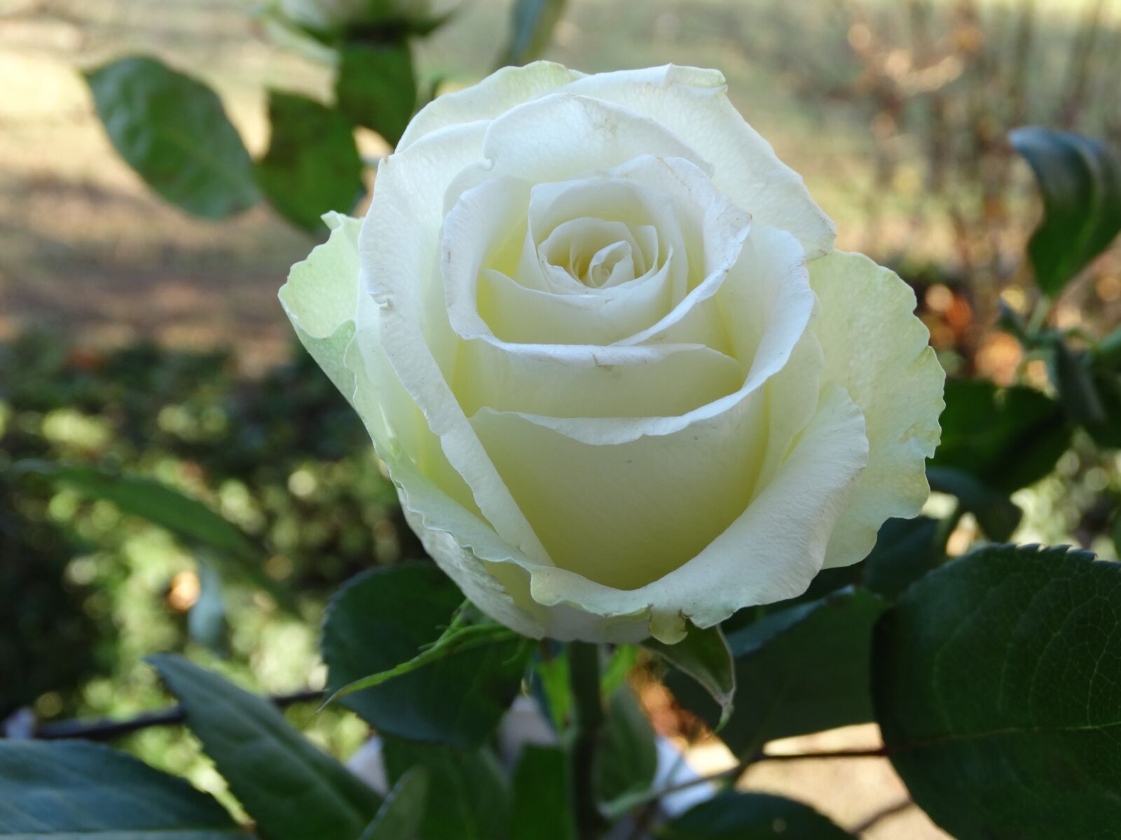 Sony Cyber-shot DSC-HX300 sample photo. Rose, white, flower photography