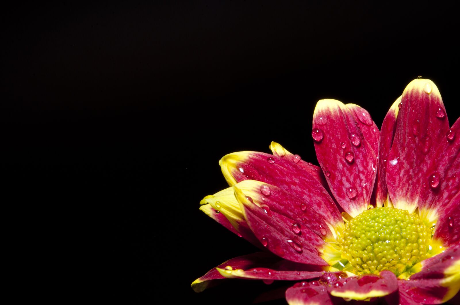 Nikon D90 sample photo. Flower, drops, yellow photography